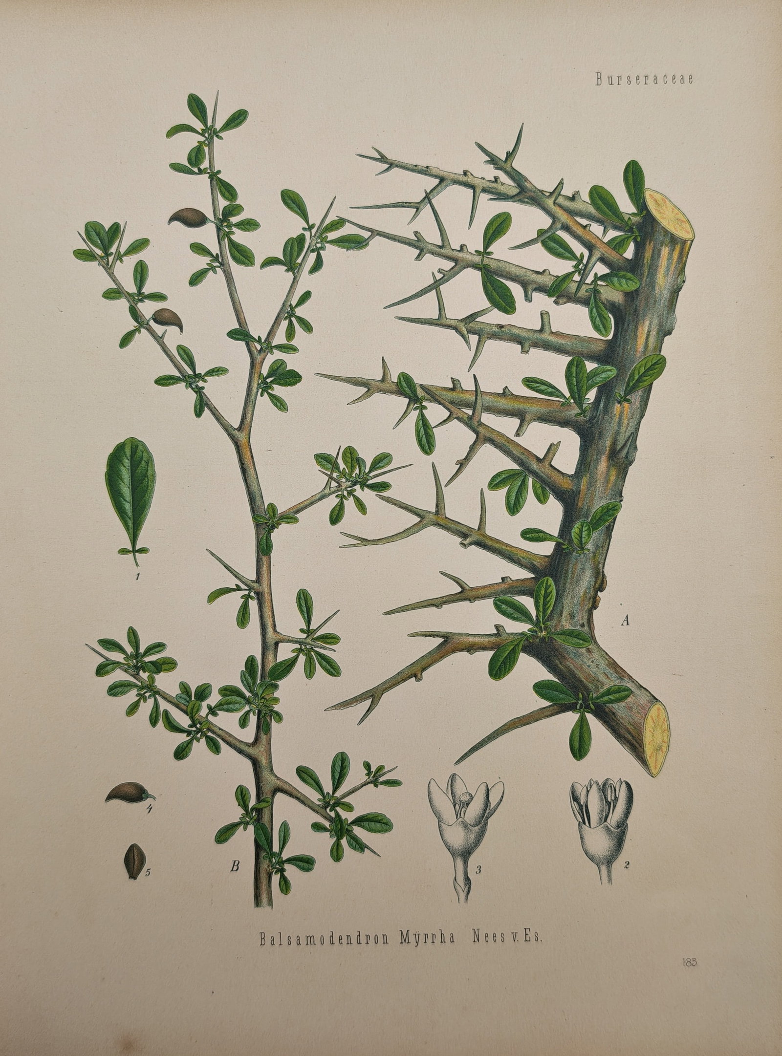 Franz Eugen Köhler – Botanical Study of the Myrrh Tree – Lithograph (19th Century): "Balsamodendron Myrrha Nees v. Es." presents a botanical and anatomical study illustrating the thorny branches, small foliage, seed capsules, and detailed floral dissections of the true myrrh plant. T
