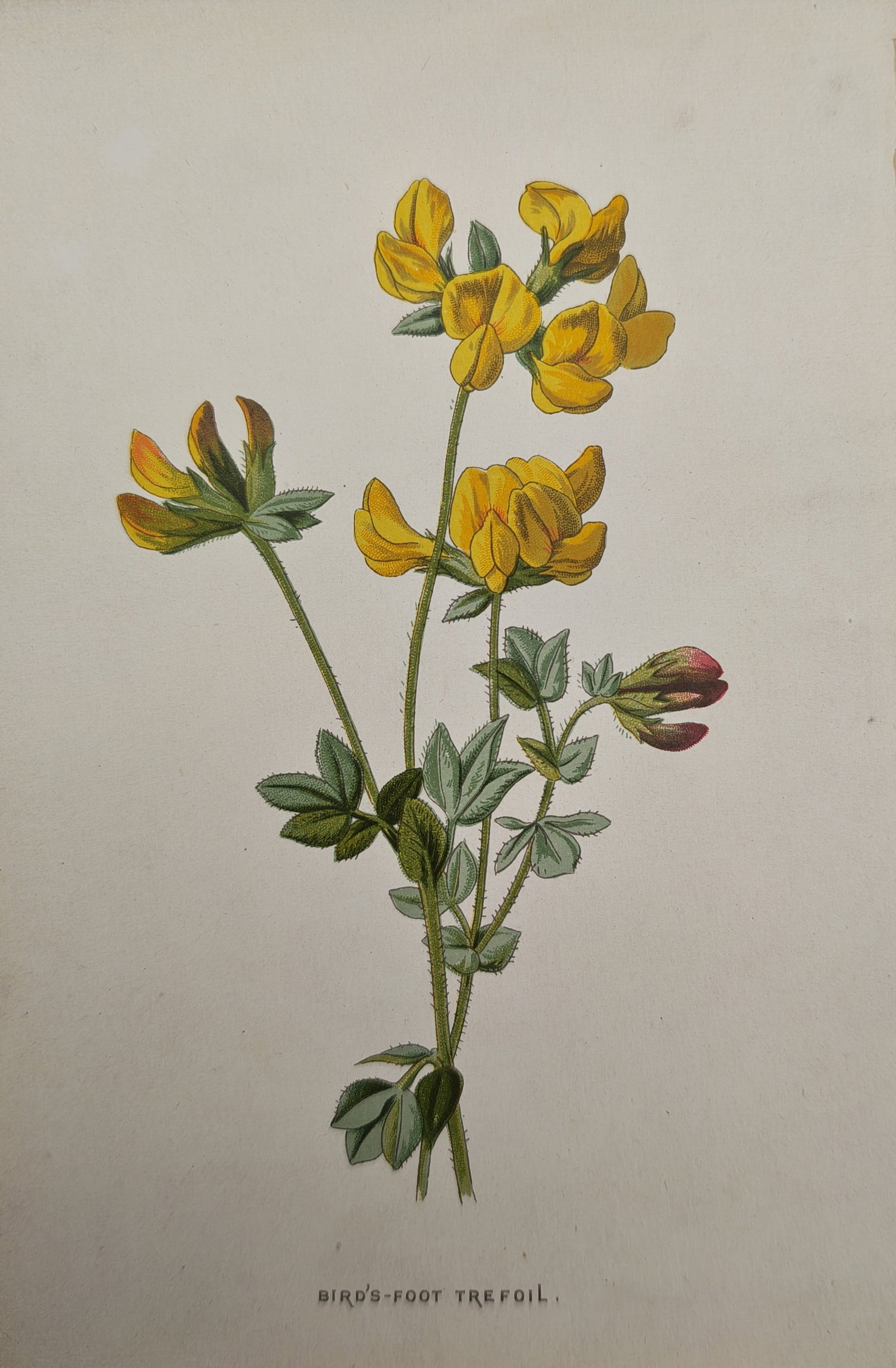 Frederick Edward Hulme – Botanical Study of Bird's-Foot Trefoil – Lithograph (19th Century): "Bird's-Foot Trefoil" presents a botanical study illustrating a flowering sprig of bird's-foot trefoil with bright yellow blossoms, reddish-tipped buds, and delicate green foliage. The work was publis