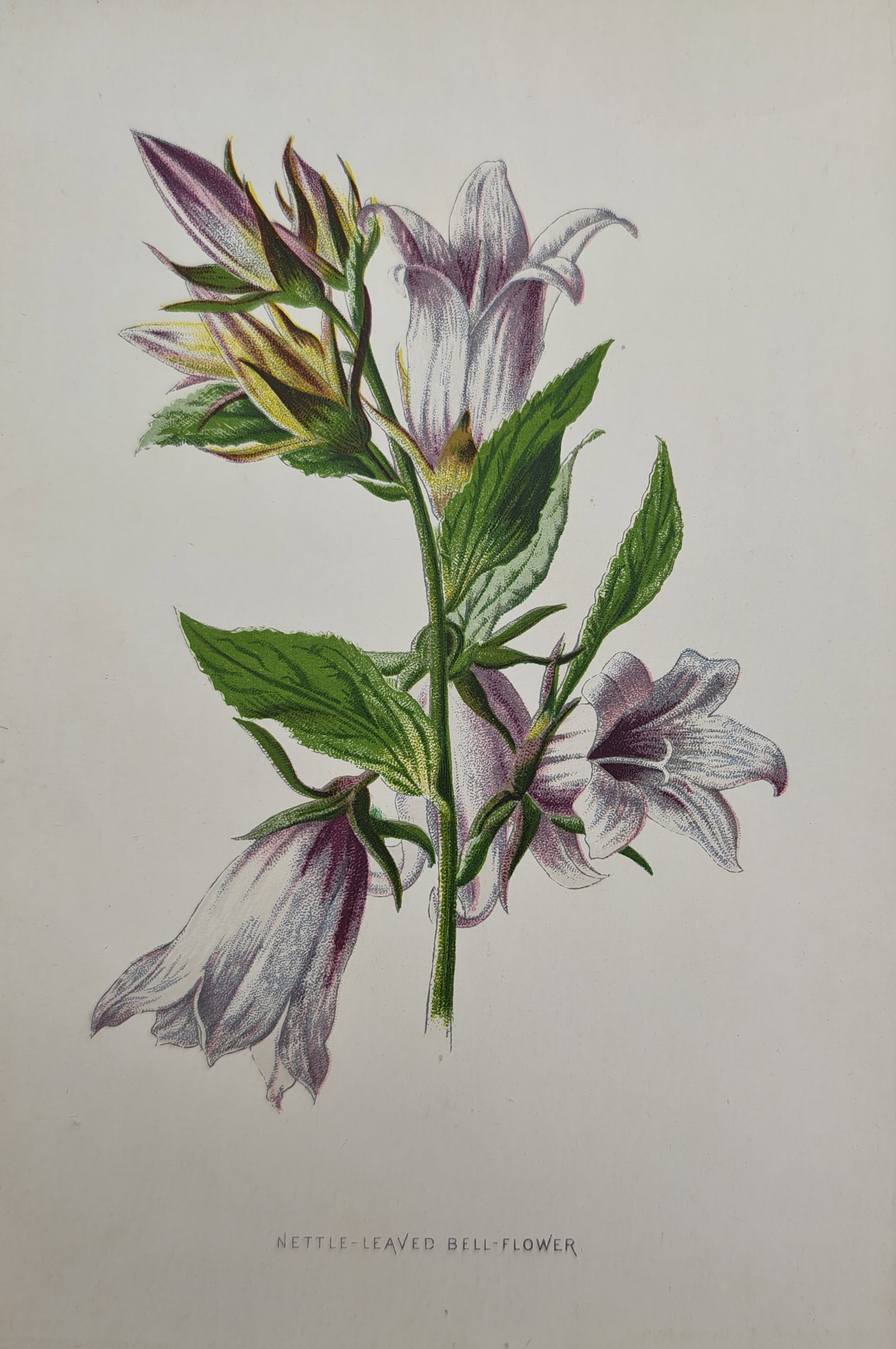 Frederick Edward Hulme – Botanical Study of Nettle-Leaved Bellflower – Lithograph (19th Century): "Nettle-Leaved Bell-Flower" presents a botanical study illustrating a leafy flowering stem of the nettle-leaved bellflower with lilac-tinted blossoms and budding calyxes. The work was published in nin
