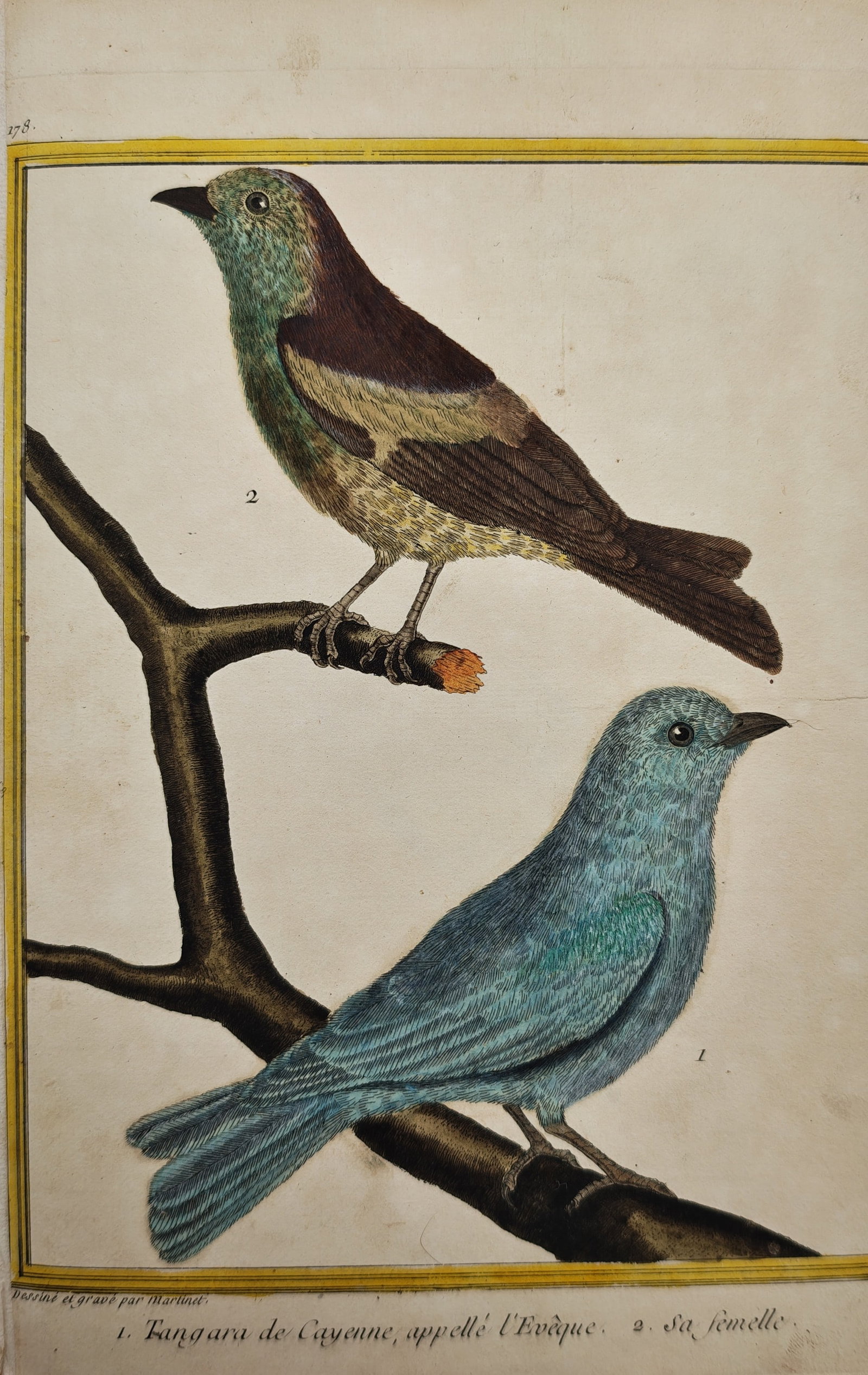 François-Nicolas Martinet – Ornithological Study of the Cayenne Bishop Tanager – Engraving (1 of 2)