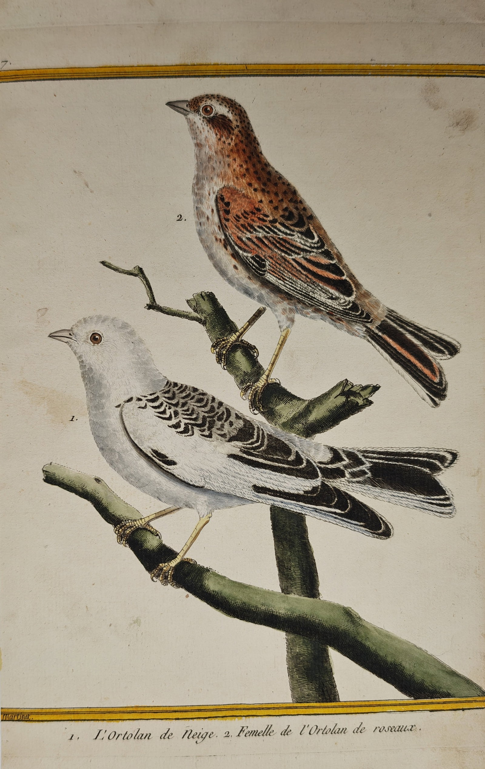 François-Nicolas Martinet – Ornithological Study of the Snow Bunting – Engraving (18th Century): "The Snow Bunting, Female of the Reed Bunting" presents an ornithological study illustrating two perched songbirds with distinct pale and mottled brown plumage on branching twigs within a yellow-borde