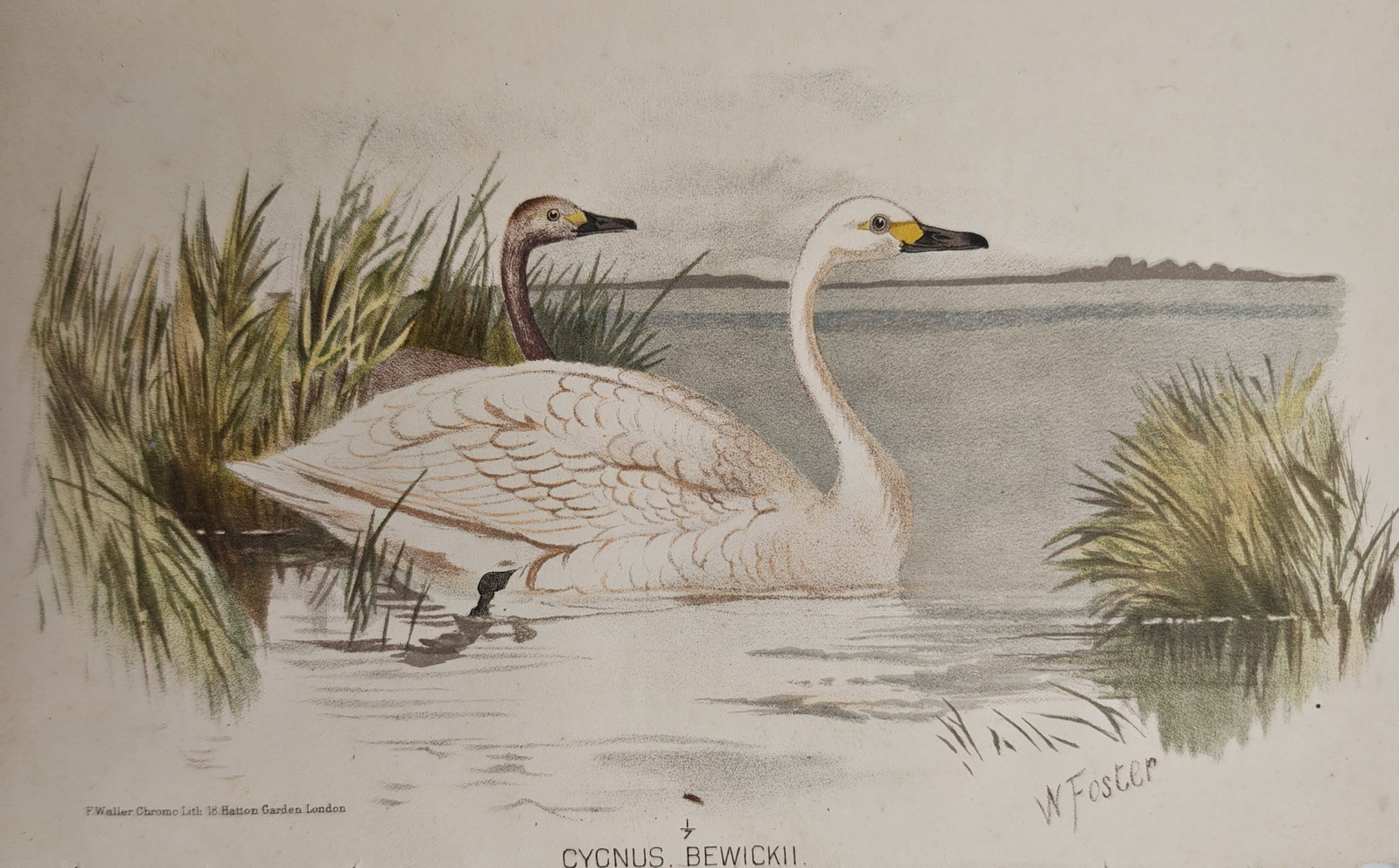 William Foster – Ornithological Study of Bewick's Swans – Lithograph (19th Century): "Bewick's Swan" presents an ornithological study depicting adult and juvenile swans gliding across open water surrounded by reeds and coastal marshland. The work was published in London as part of an 