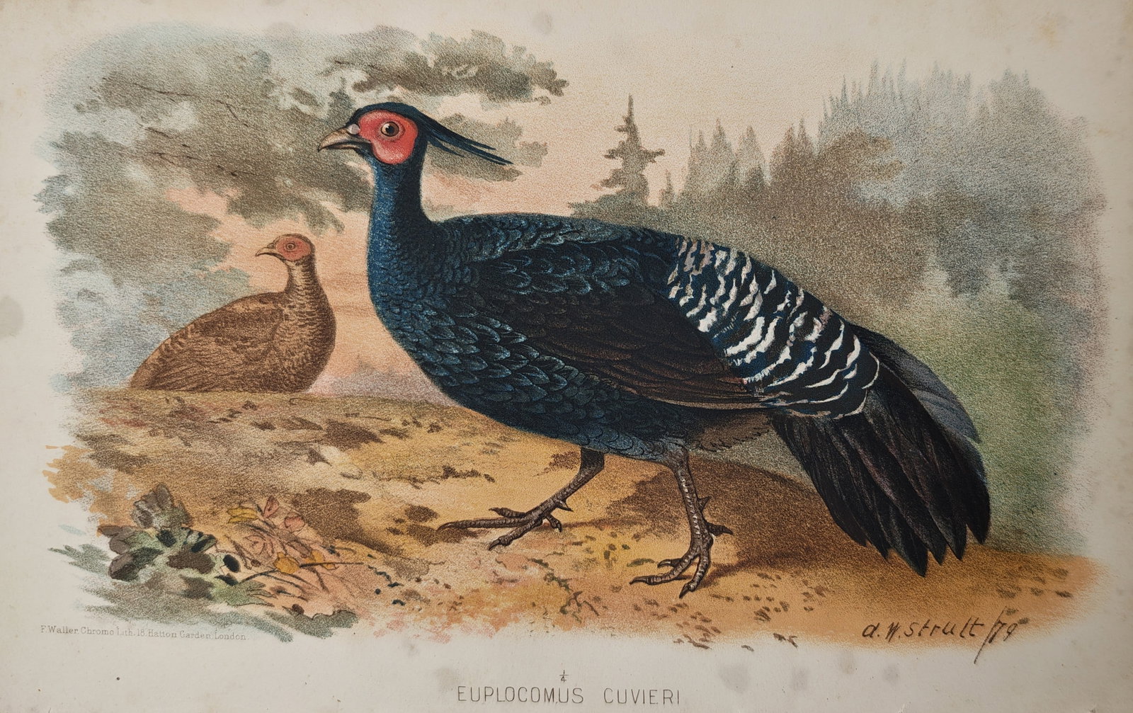 Alfred William Strutt – Ornithological Study of Cuvier's Pheasant – Lithograph (1879): "Cuvier's Pheasant" presents an ornithological study illustrating male and female game birds in a landscape, featuring deep iridescent blue plumage, distinctive red facial markings, and patterned cres
