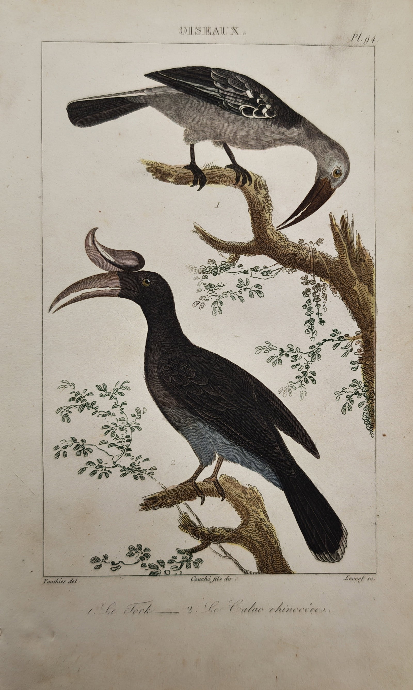 Georges-Louis Leclerc de Buffon – Ornithological Study of the Tock – Engraving (18th Century) (1 of 2)