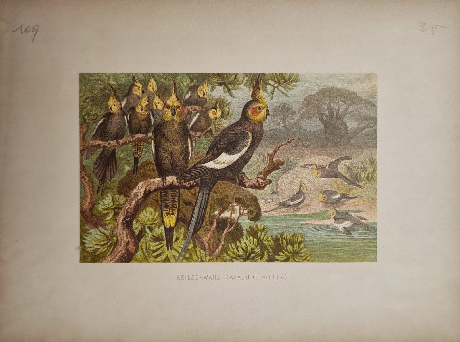 Friedrich Wilhelm Kuhnert – Ornithological Study of Cockatiels – Lithograph (19th Century): "Wedge-Tailed Cockatoo" presents an ornithological study illustrating a flock of cockatiels perched on branches and congregating near a watering hole within their natural landscape habitat. The work w