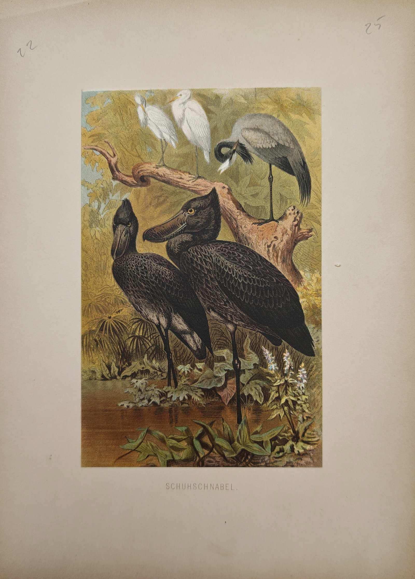 Friedrich Wilhelm Kuhnert – Ornithological Study of Shoebill Storks – Lithograph (19th Century): "Shoebill" presents an ornithological study depicting shoebill storks standing amidst wetland foliage alongside perched egrets and a heron in their native marsh habitat. The work was published in Germ