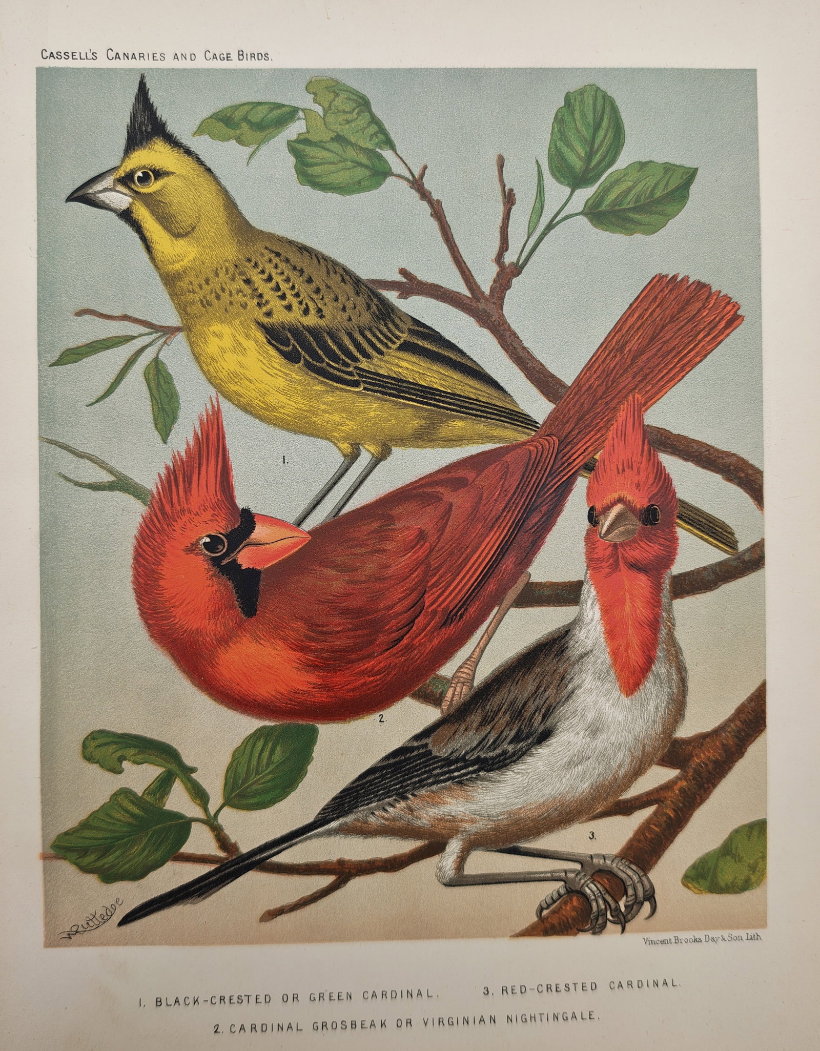 William Rutledge – Ornithological Study of Cardinals and Grosbeaks – Lithograph (19th Century) (1 of 2)