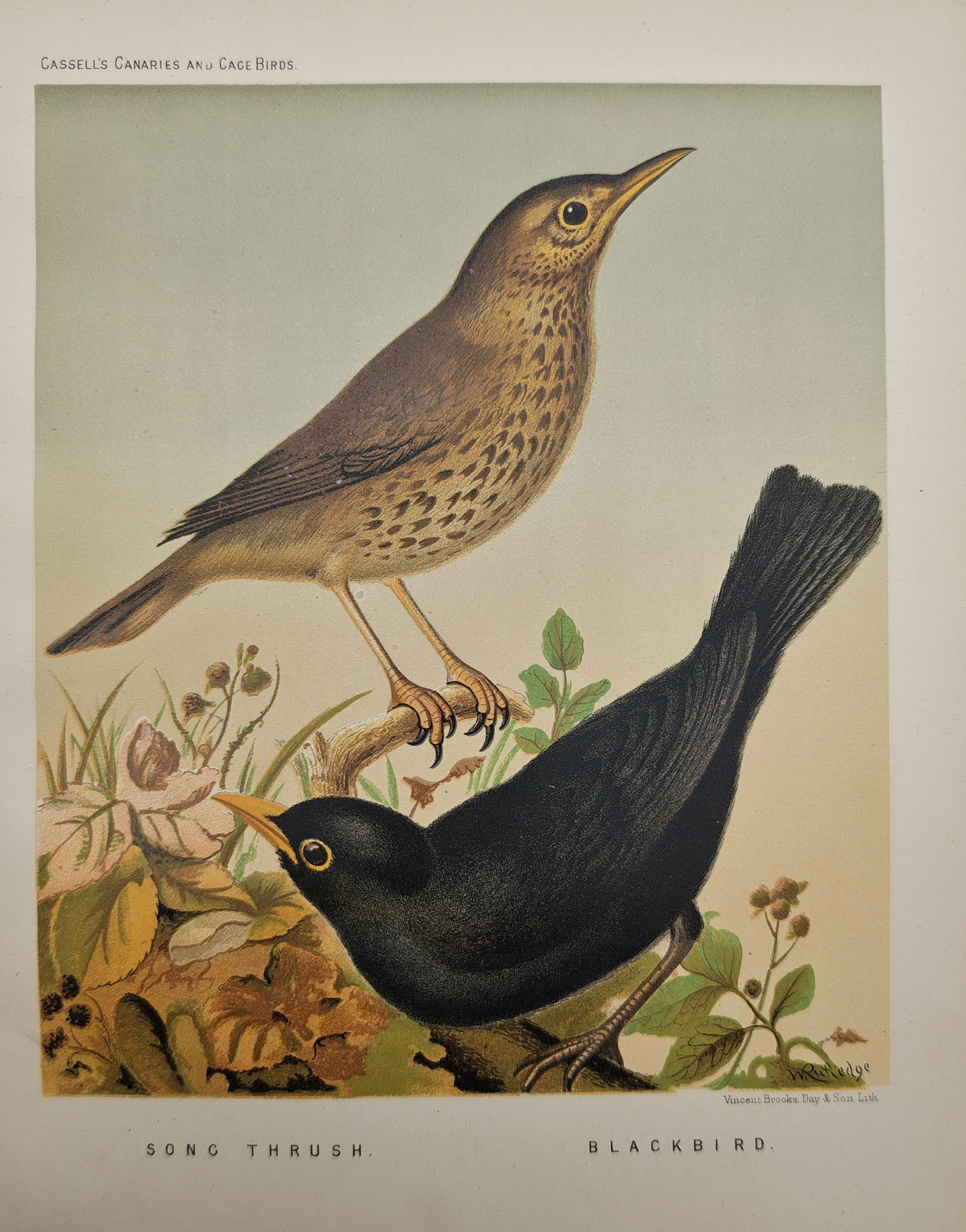 William Rutledge – Ornithological Study of the Song Thrush and Blackbird – Lithograph (1 of 2)