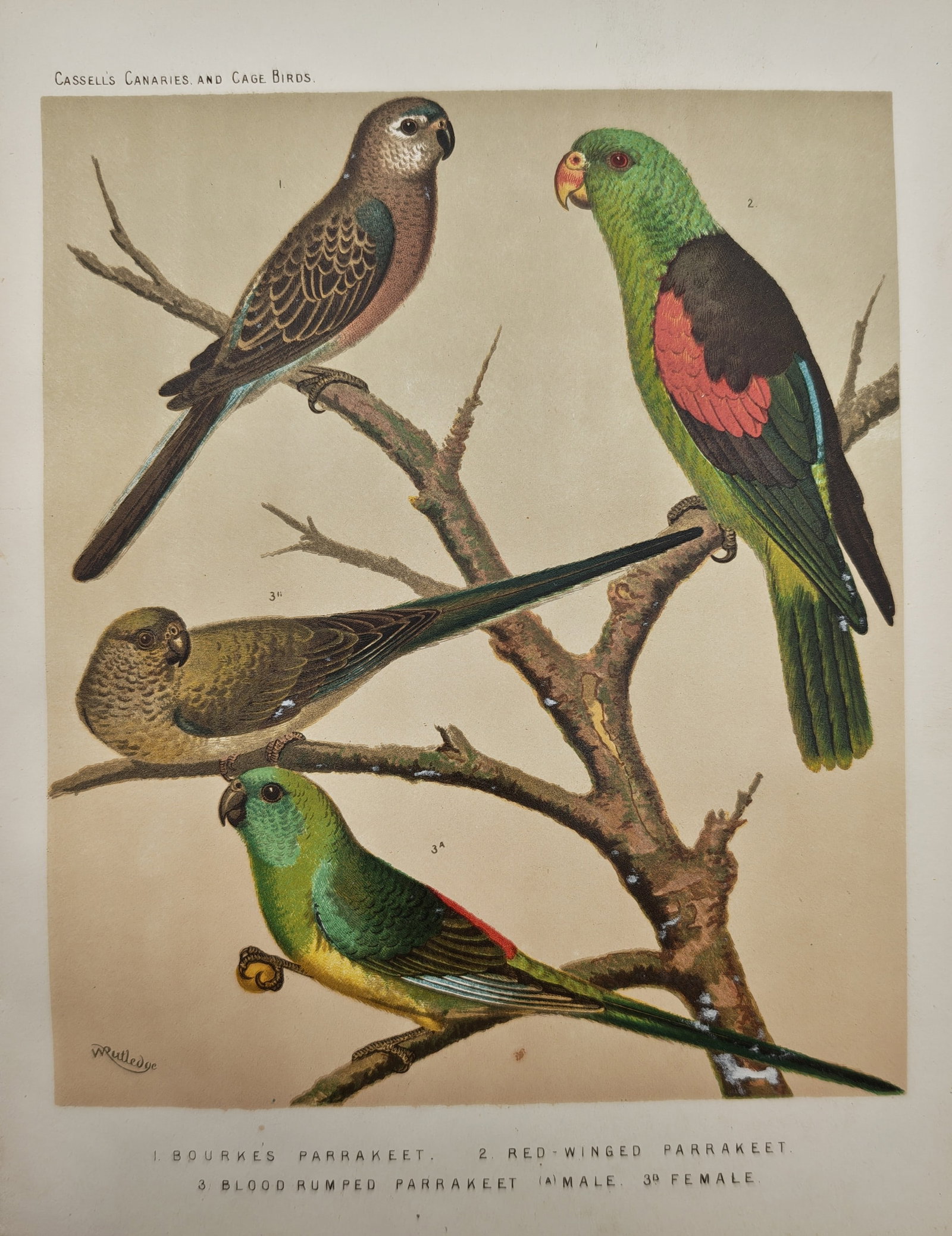 William Rutledge – Ornithological Study of Australian Parakeets – Lithograph (19th Century): "Bourke's Parrakeet, Red-Winged Parrakeet, Blood-Rumped Parrakeet" presents an ornithological study illustrating colorful Australian parakeet species with distinct plumage variations perched among bar
