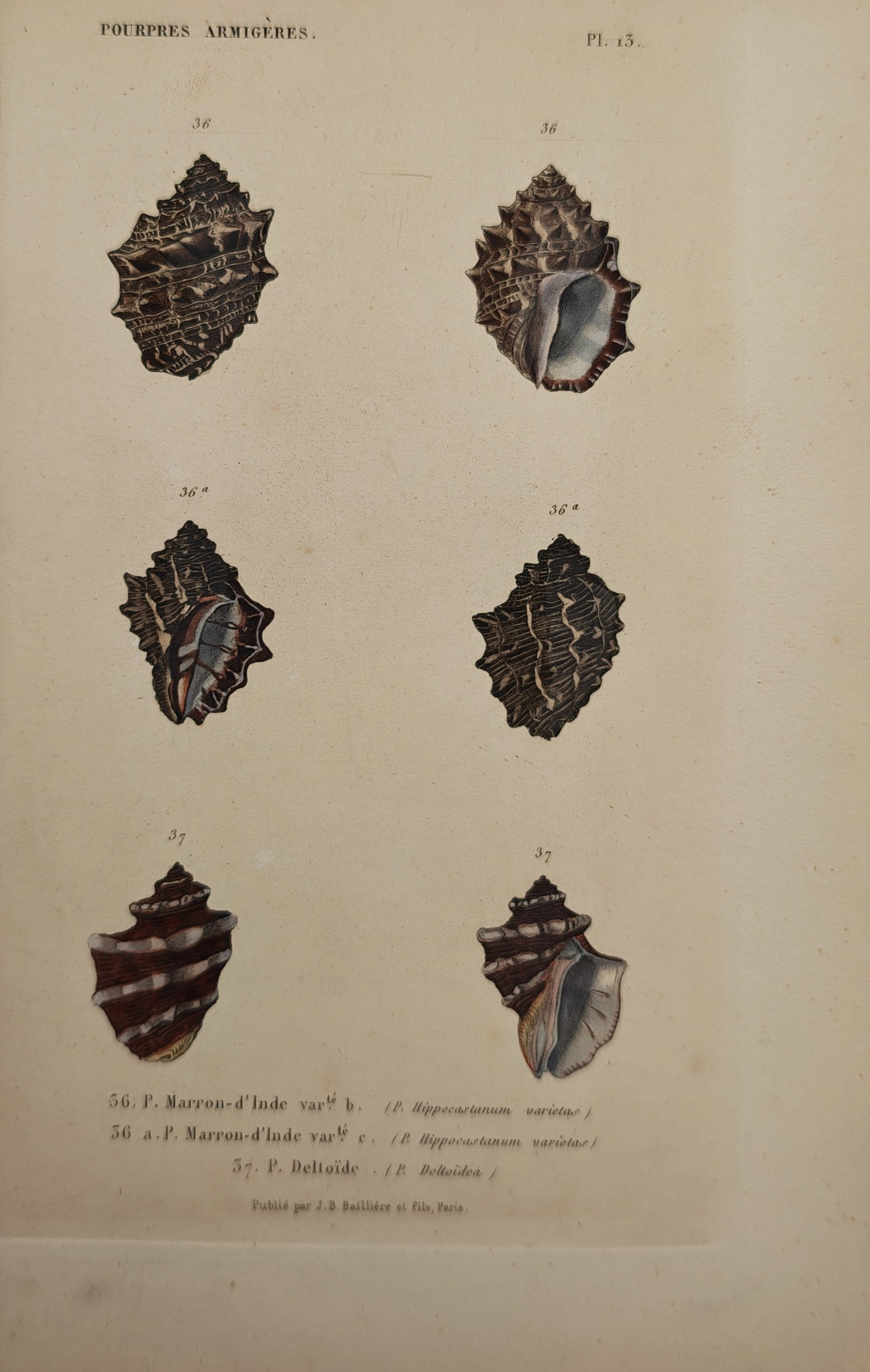 Jean-Baptiste Baillière – Conchological Study of Armored Purpura Shells – Engraving (19th: "Armored Purpuras" presents a conchological study illustrating multiple specimens and color varieties of spiny marine gastropod shells against a plain ground. The work was published in Paris by Jean-B