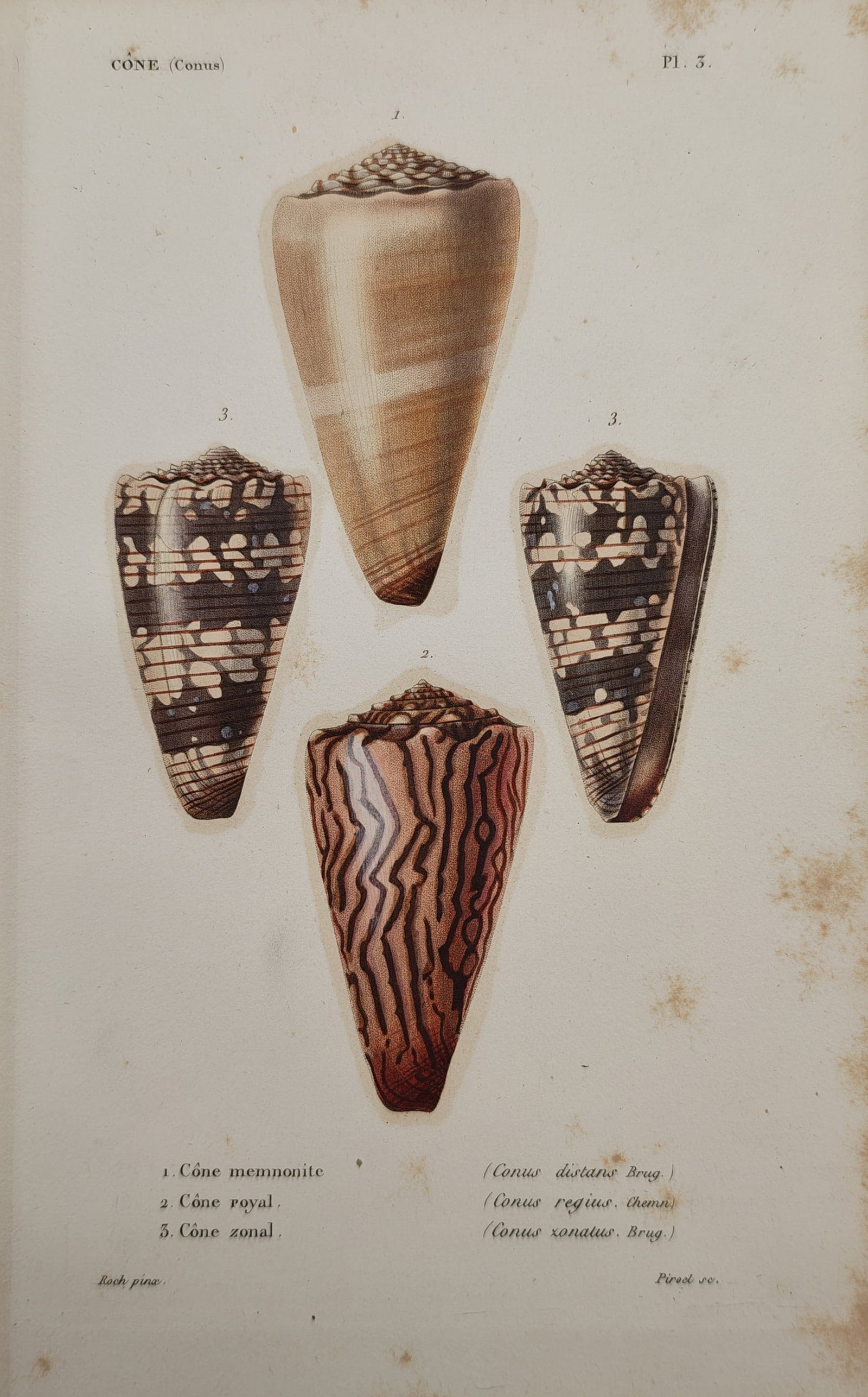 Jean-Baptiste Baillière – Conchological Study of Cone Shells – Engraving (19th Century): "Cone" presents a conchological study illustrating diverse specimens of cone snail shells displaying intricate geometric patterns, striated markings, and warm earth tones against a plain ground. The w