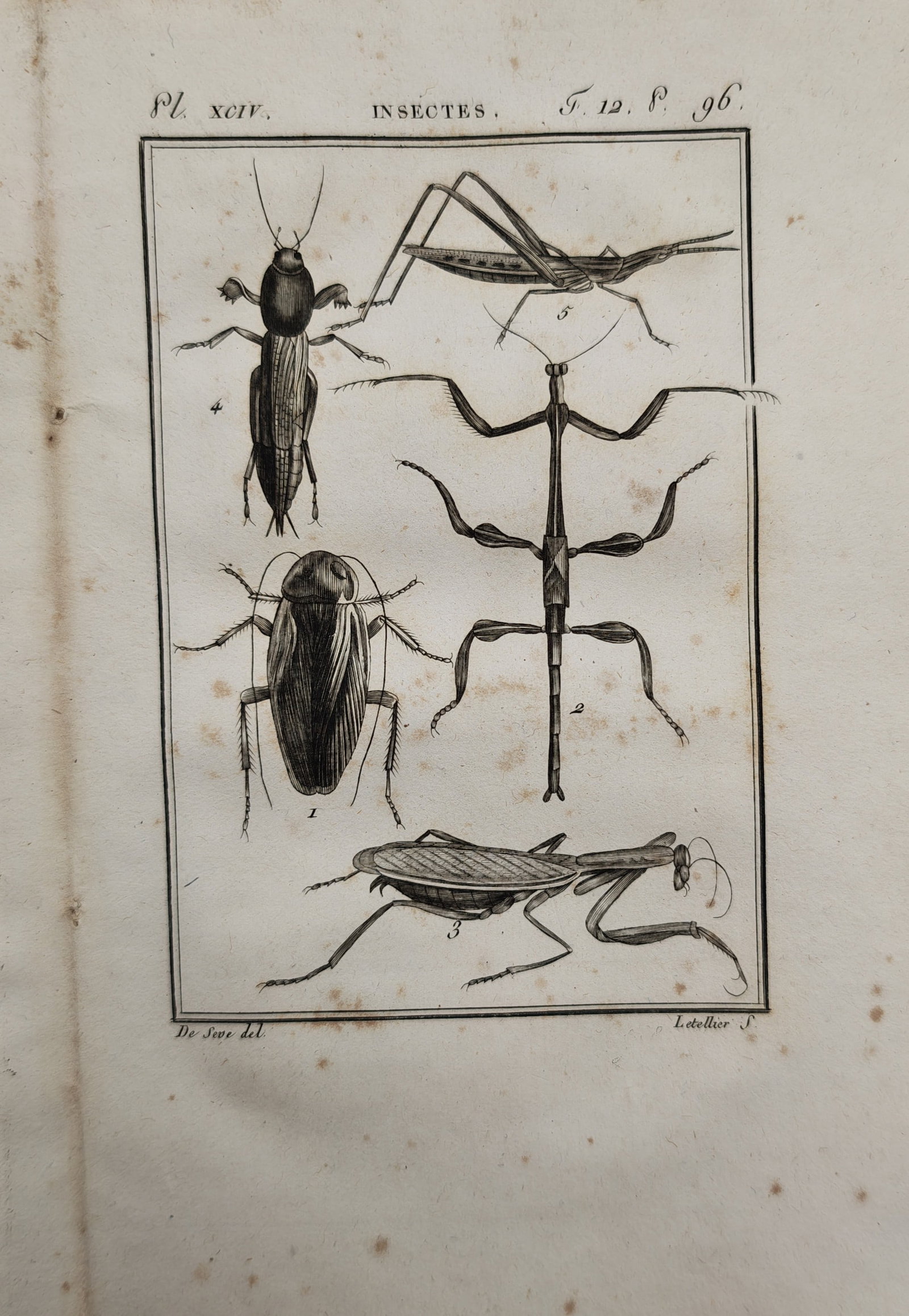 Georges-Louis Leclerc de Buffon – Entomological Study of Insects – Engraving (18th Century) (1 of 2)