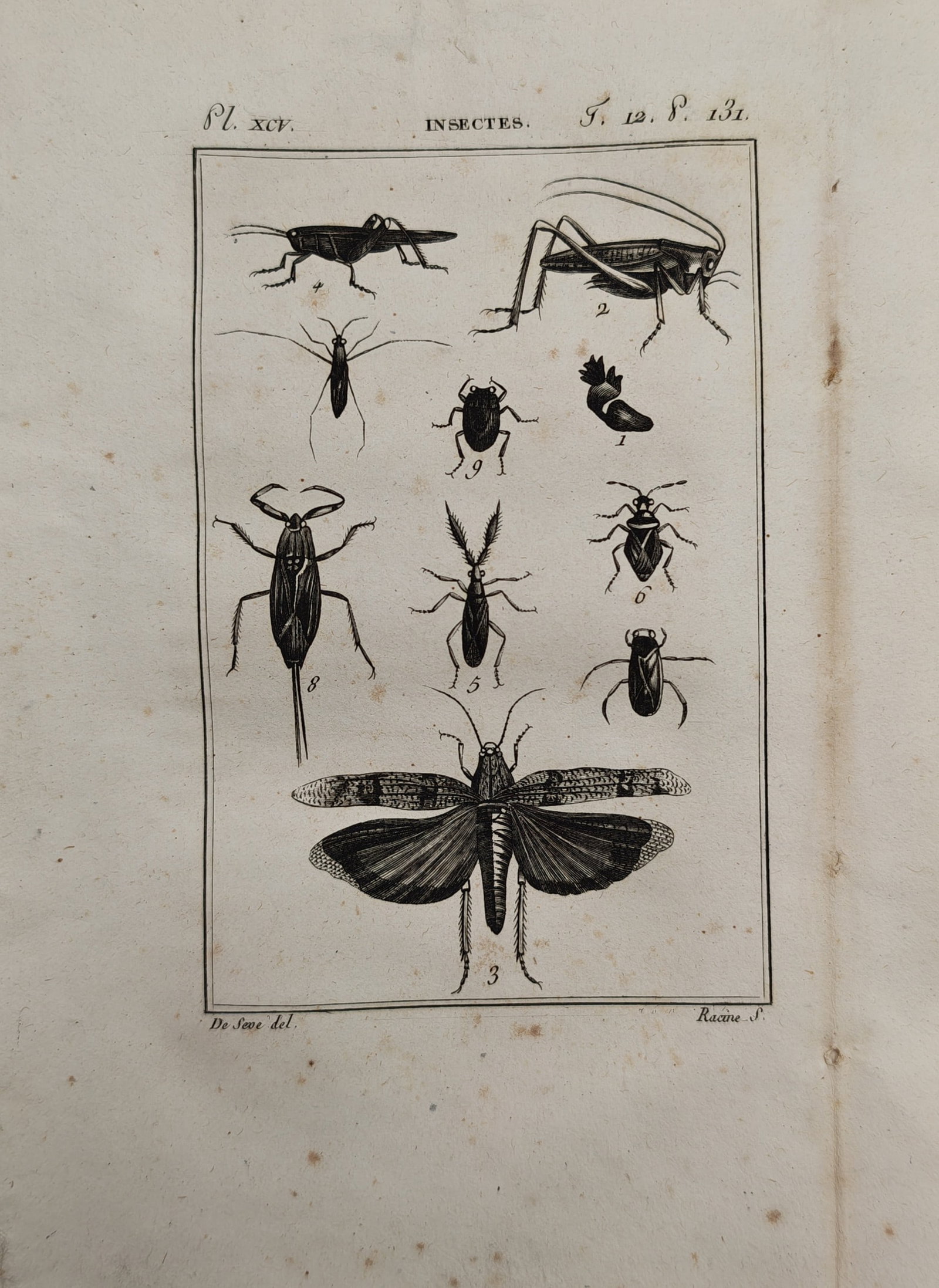 Georges-Louis Leclerc de Buffon – Entomological Study of Grasshoppers, Crickets, and True Bugs (1 of 2)
