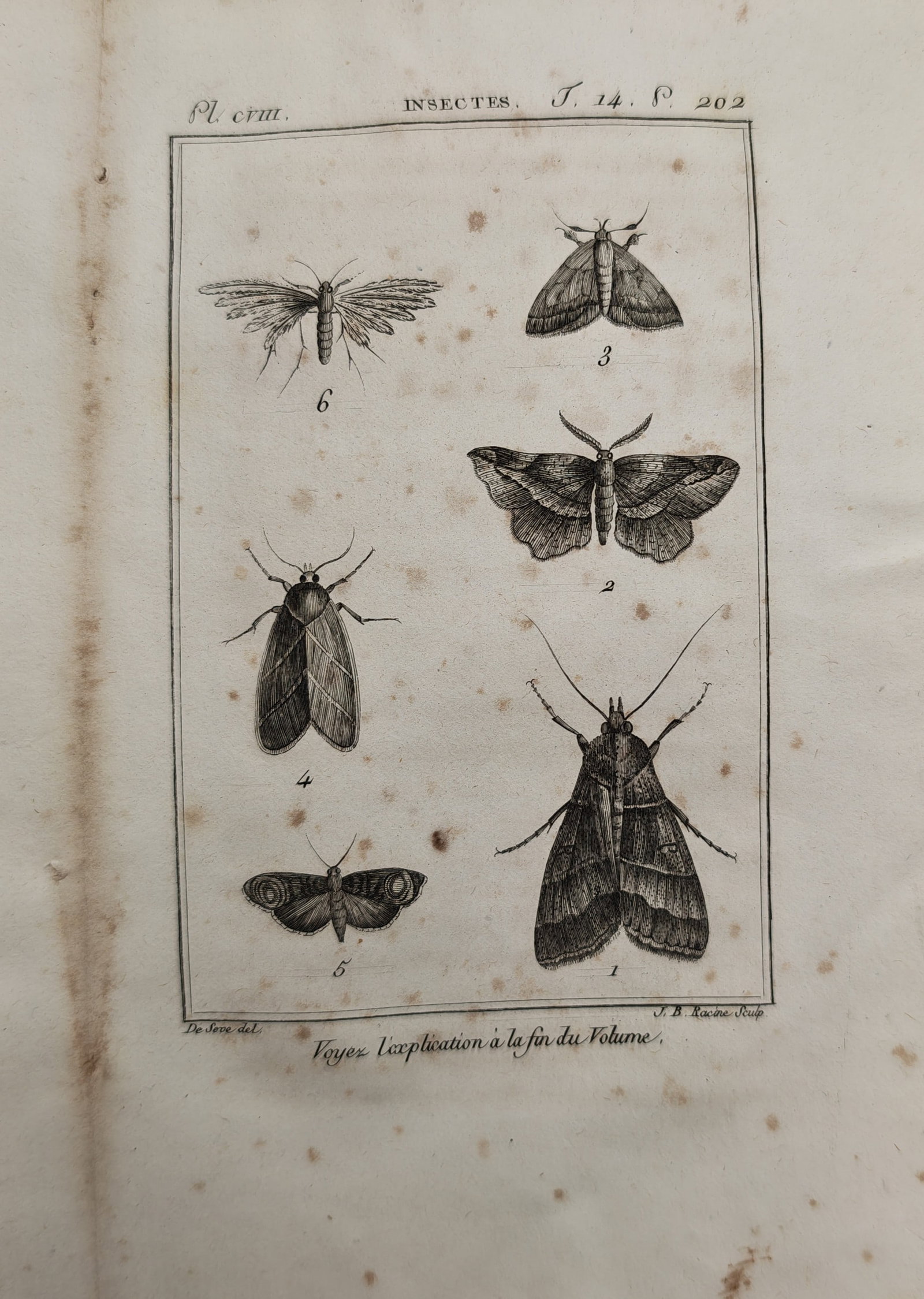 Georges-Louis Leclerc de Buffon – Entomological Study of Moths and Nocturnal Insects – Engraving (1 of 2)