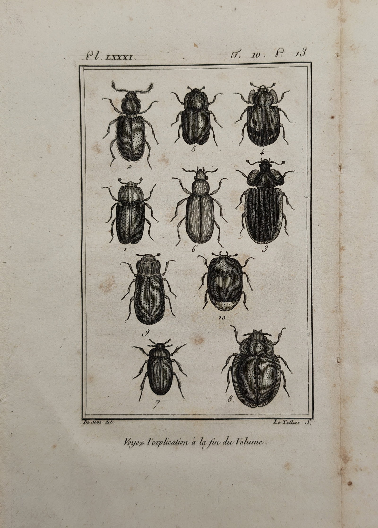 Georges-Louis Leclerc de Buffon – Entomological Study of Beetles and Coleopteran Insects: "Insects: Beetles" presents an entomological study illustrating diverse species of beetles showcasing varying shell textures, patterned elytra, and distinctive antennae within a linear border framing.
