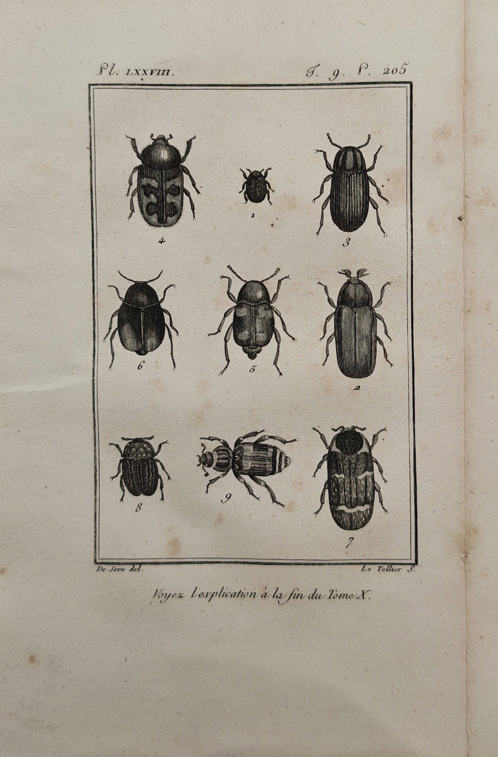 Georges-Louis Leclerc de Buffon – Entomological Study of Scarab and Leaf Beetles – Engraving (1 of 2)
