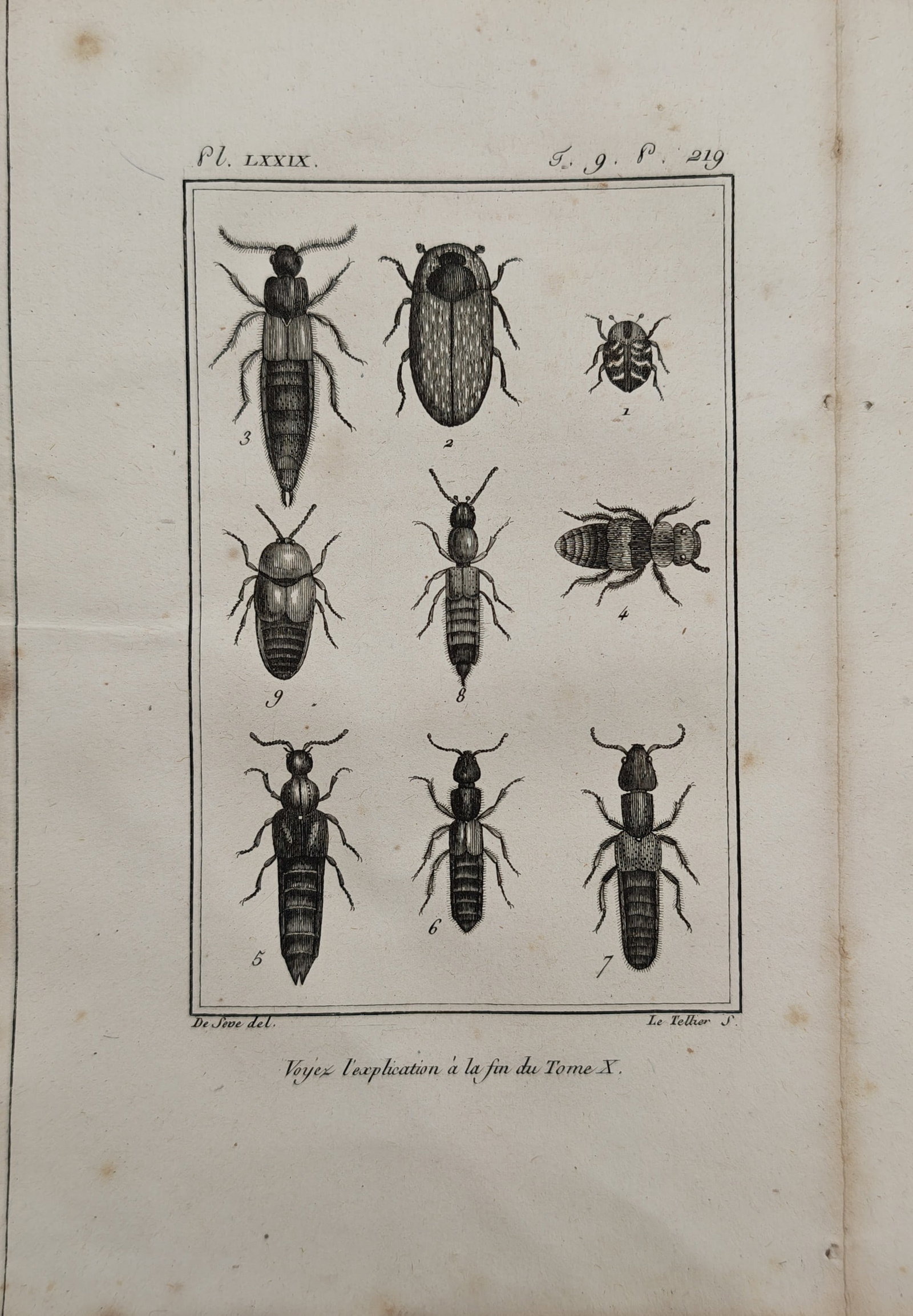 Georges-Louis Leclerc de Buffon – Entomological Study of Rove Beetles and Ground Beetles: "Insects: Rove Beetles and Ground Beetles" presents an entomological study illustrating diverse coleopteran specimens including elongated rove beetles and oval ground beetles within a linear border fr
