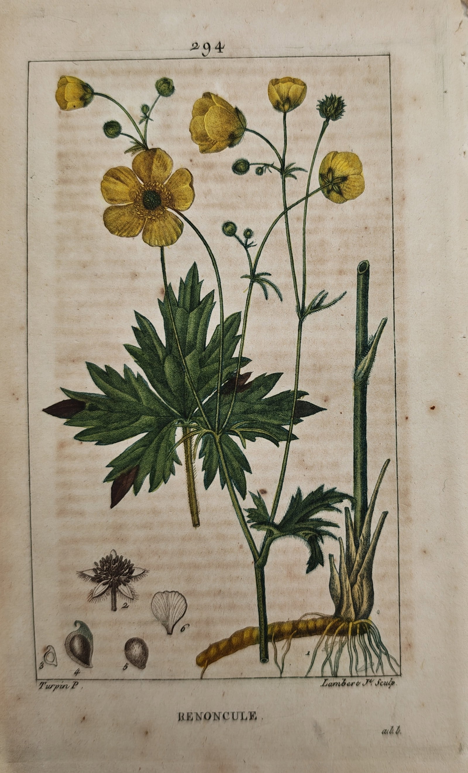Pierre Jean François Turpin – Botanical Study of the Buttercup – Engraving (19th Century): "Buttercup" presents a botanical study illustrating the flowering stem, lobed leaves, root structure, and dissected seed elements of a yellow ranunculus specimen against a plain ground. The work was p