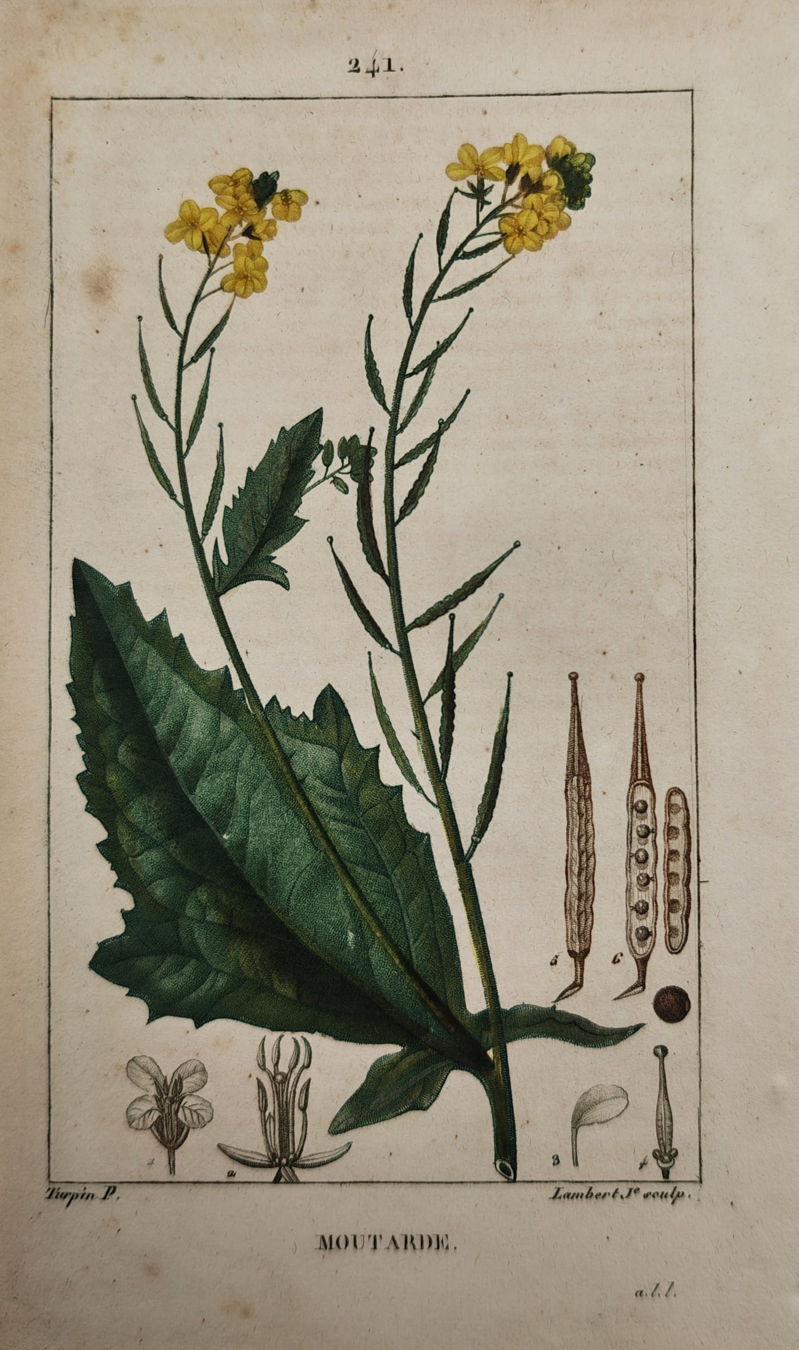 Pierre Jean François Turpin – Botanical Study of Mustard – Engraving (19th Century): "Mustard" presents a botanical study illustrating the flowering stems, broad textured leaves, seed pods, and dissected floral anatomy of a yellow mustard plant against a plain ground. The work was pub