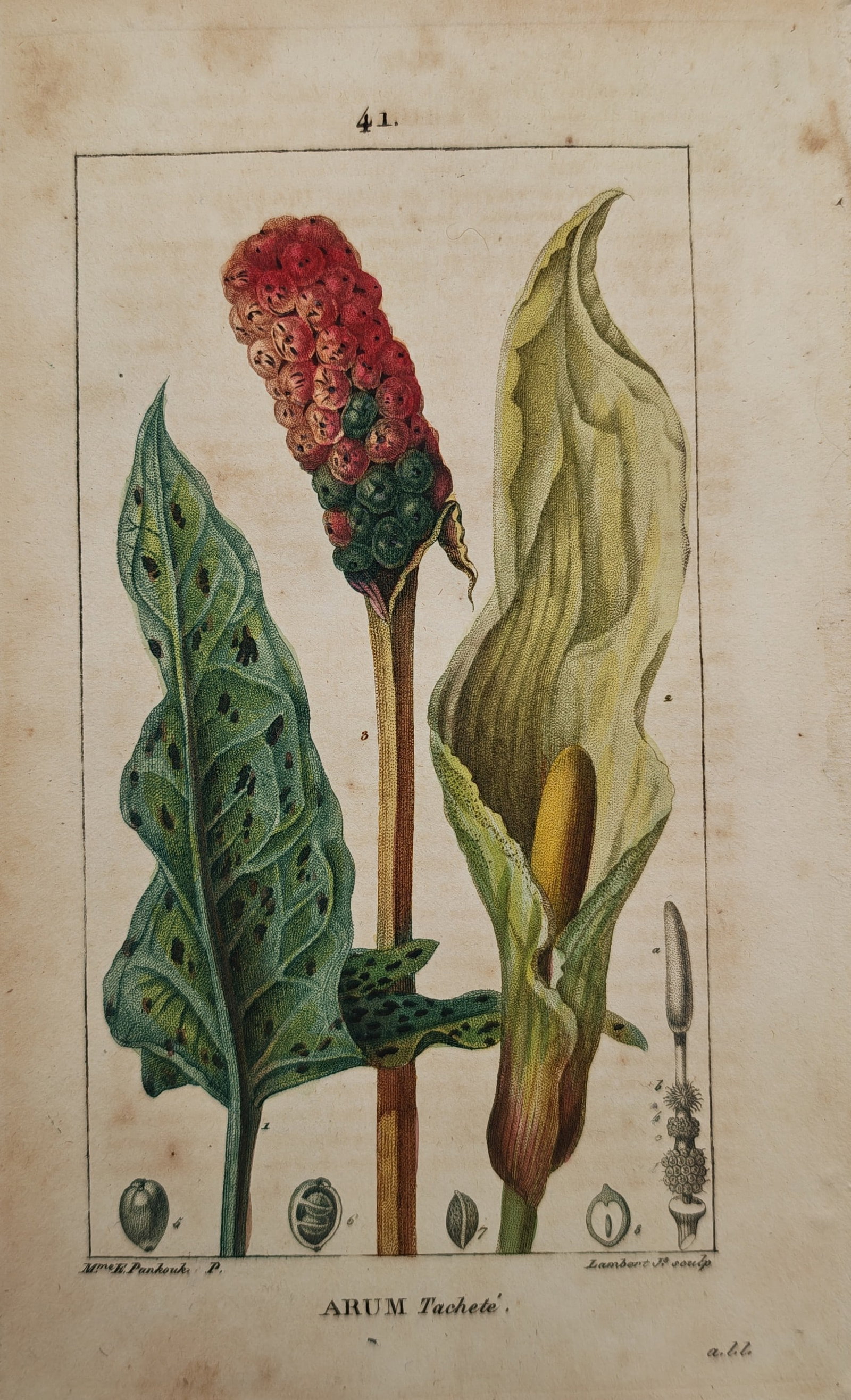 Ernestine Panckoucke – Botanical Study of Spotted Arum – Engraving (19th Century): "Spotted Arum" presents a botanical study illustrating the speckled foliage, flowering spathe and spadix, vibrant berry cluster, and dissected seed anatomy of a cuckoo-pint specimen against a plain gr