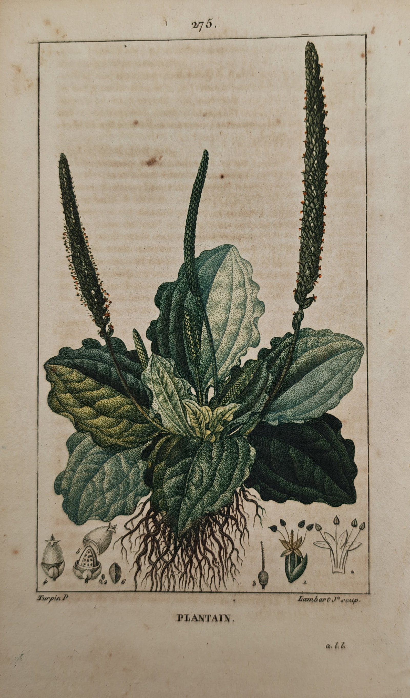 Pierre Jean François Turpin – Botanical Study of Plantain – Engraving (19th Century) (1 of 2)