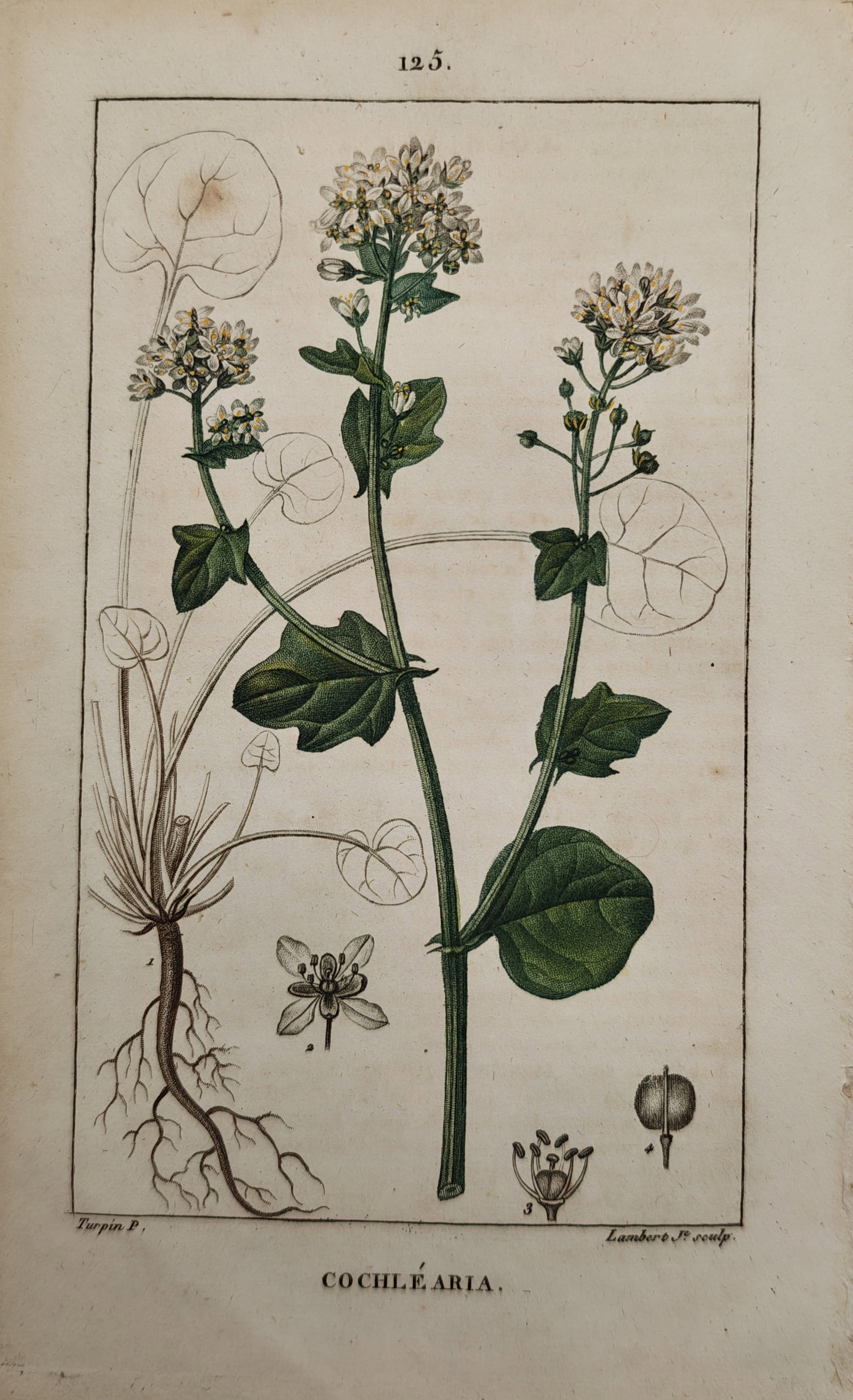 Pierre Jean François Turpin – Botanical Study of Scurvygrass – Engraving (19th Century): "Cochlearia" presents a botanical study illustrating the flowering stems, rounded foliage, root structure, and dissected floral anatomy of a scurvygrass plant against a plain ground. The work was publ