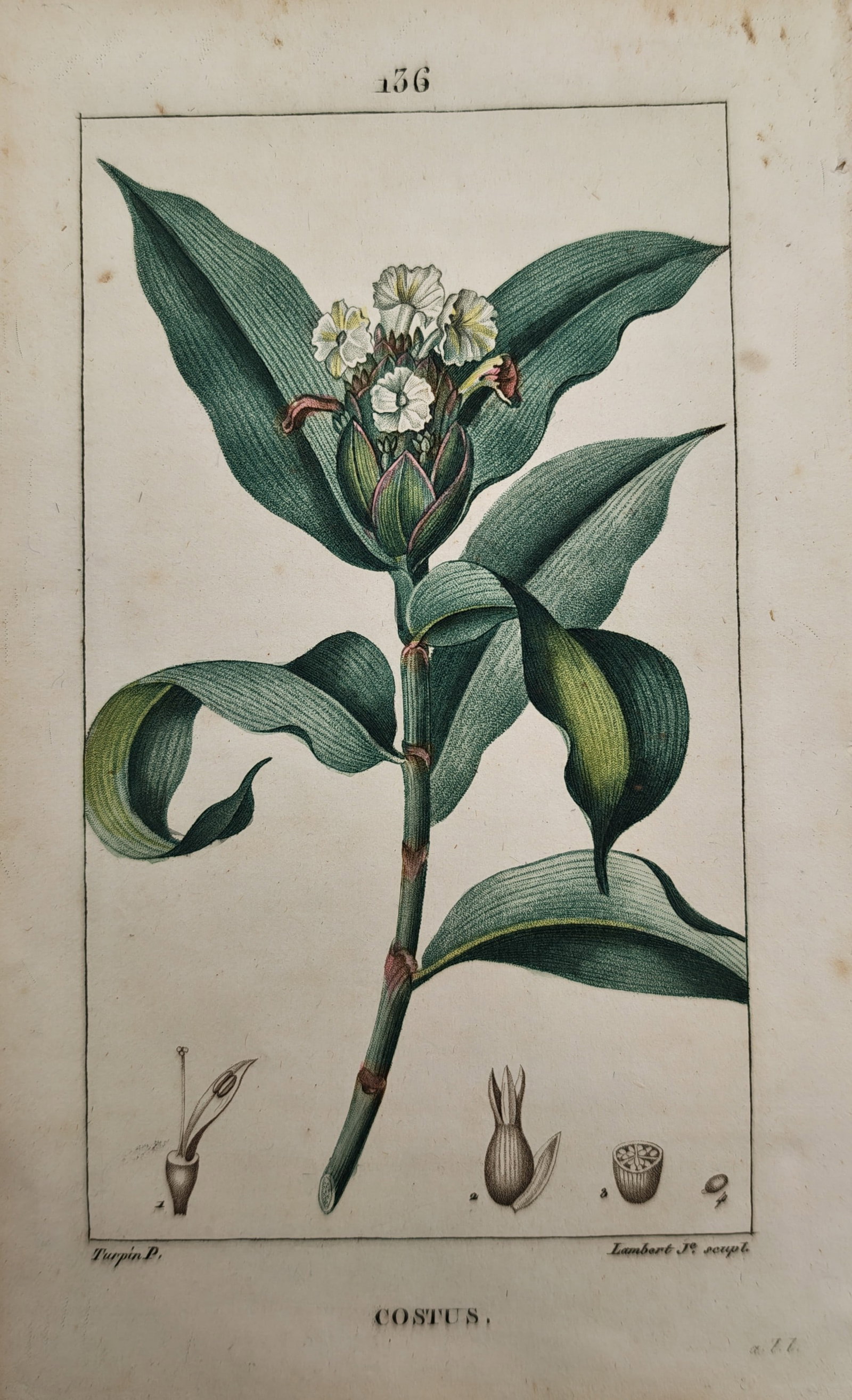 Pierre Jean François Turpin – Botanical Study of Costus – Engraving (19th Century): "Costus" presents a botanical study illustrating the broad spiraling green foliage, flowering terminal cone with delicate white blossoms, and dissected seed anatomy of a spiral ginger plant against a 