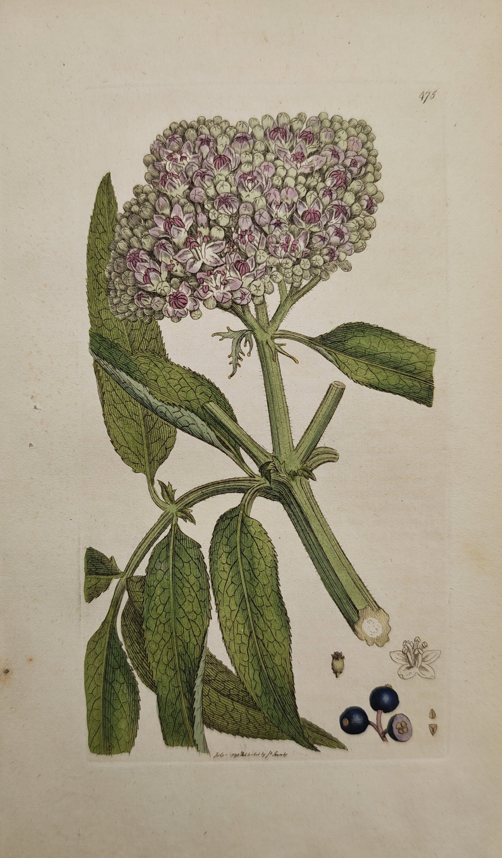 James Sowerby – Botanical Study of Dwarf Elder – Engraving (1798) (1 of 2)