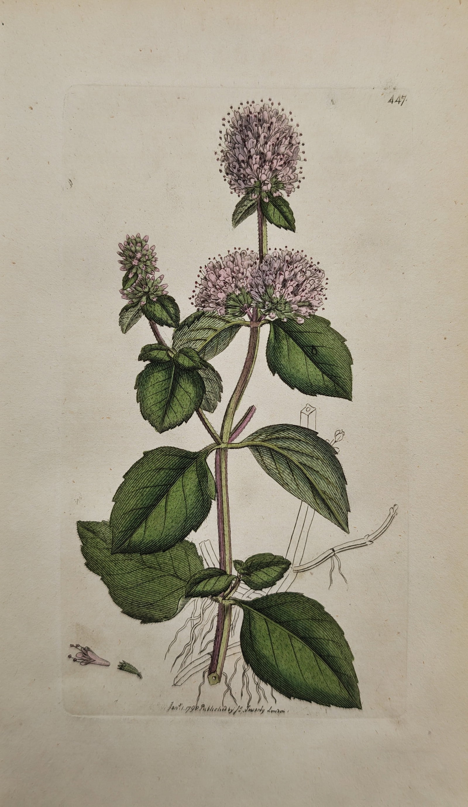 James Sowerby – Botanical Study of Water Mint – Engraving (1798): "Water Mint" presents a botanical study illustrating the rounded clusters of lilac flowers, paired serrated green leaves, upright stem, and fibrous root structure of a wild mint specimen against a pla