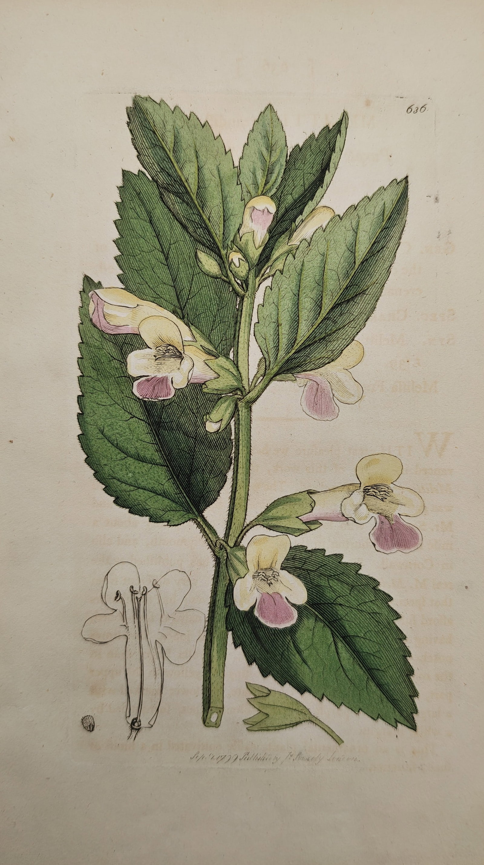 James Sowerby – Botanical Study of Bastard Balm – Engraving (1799) (1 of 2)