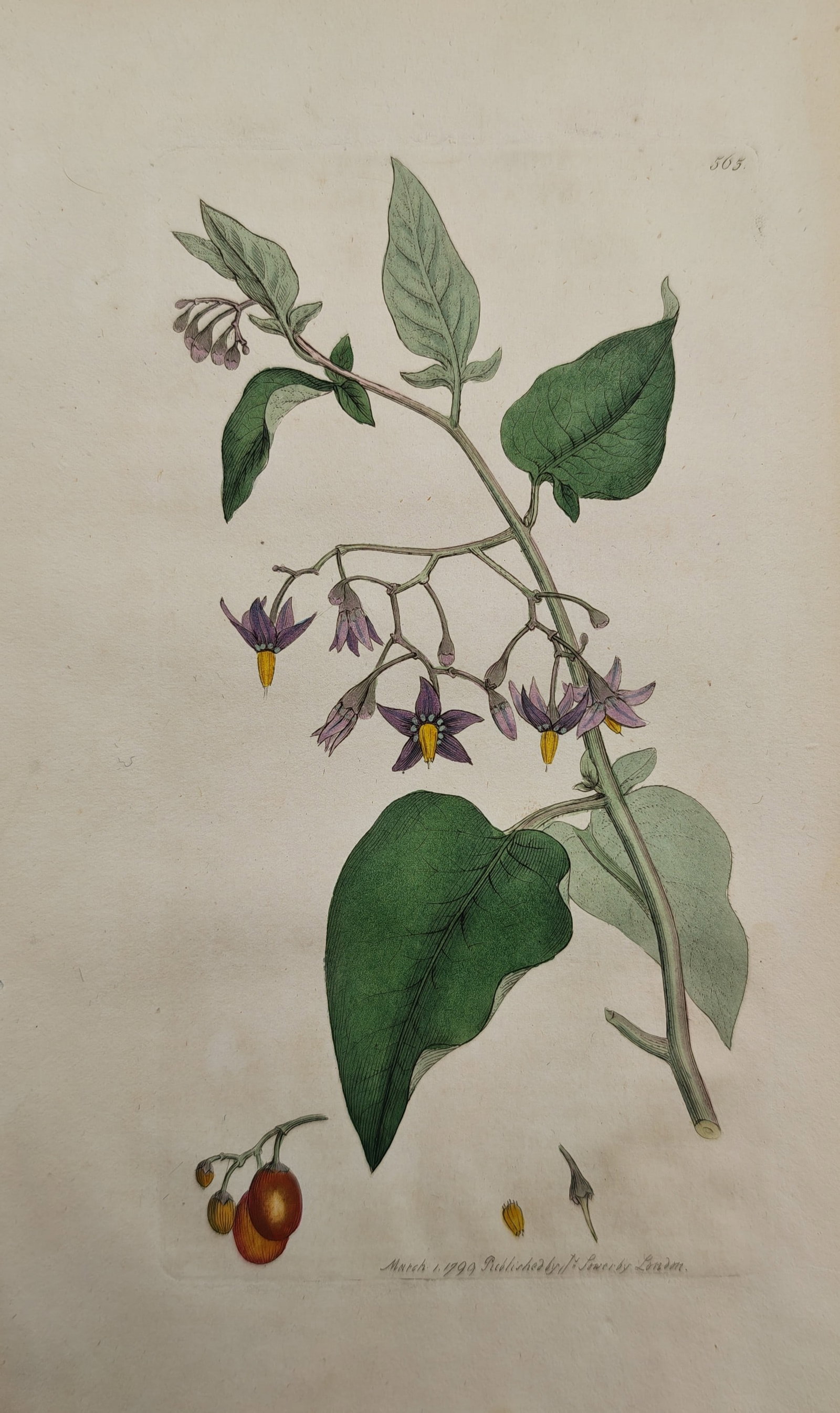 James Sowerby – Botanical Study of Bittersweet Nightshade – Engraving (1799): "Bittersweet" presents a botanical study illustrating the star-shaped purple blossoms with prominent yellow anthers, broad foliage, and ripening red berries of a Solanum dulcamara specimen against a p