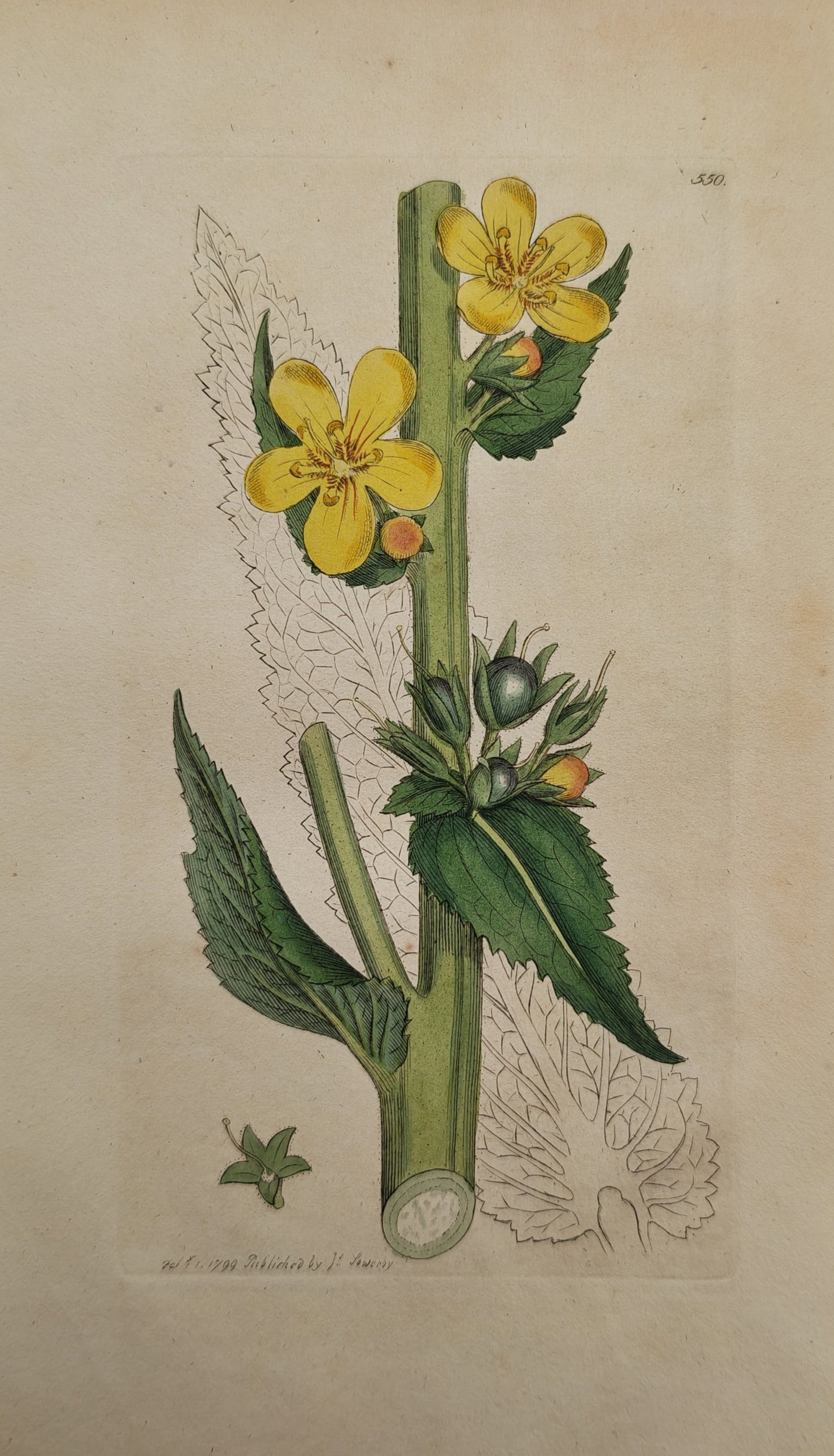James Sowerby – Botanical Study of Yellow Loosestrife – Engraving (1799) (1 of 2)