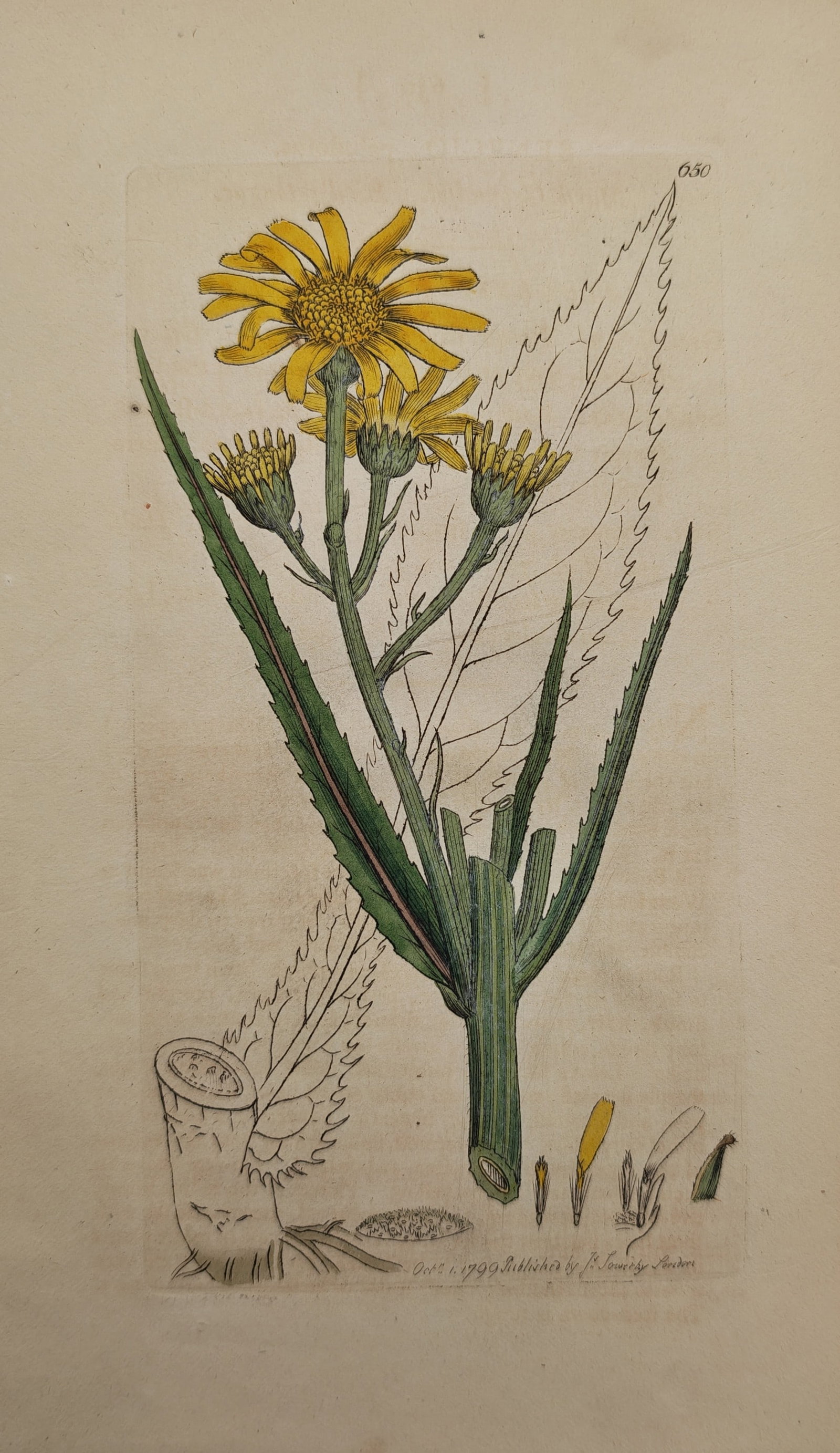 James Sowerby – Botanical Study of Fen Ragwort – Engraving (1799): "Fen Ragwort" presents a botanical study illustrating the radiant yellow ray-floret blooms, upright ribbed stem, serrated narrow leaves, rootstock profiles, and dissected floral anatomy of a wild aste