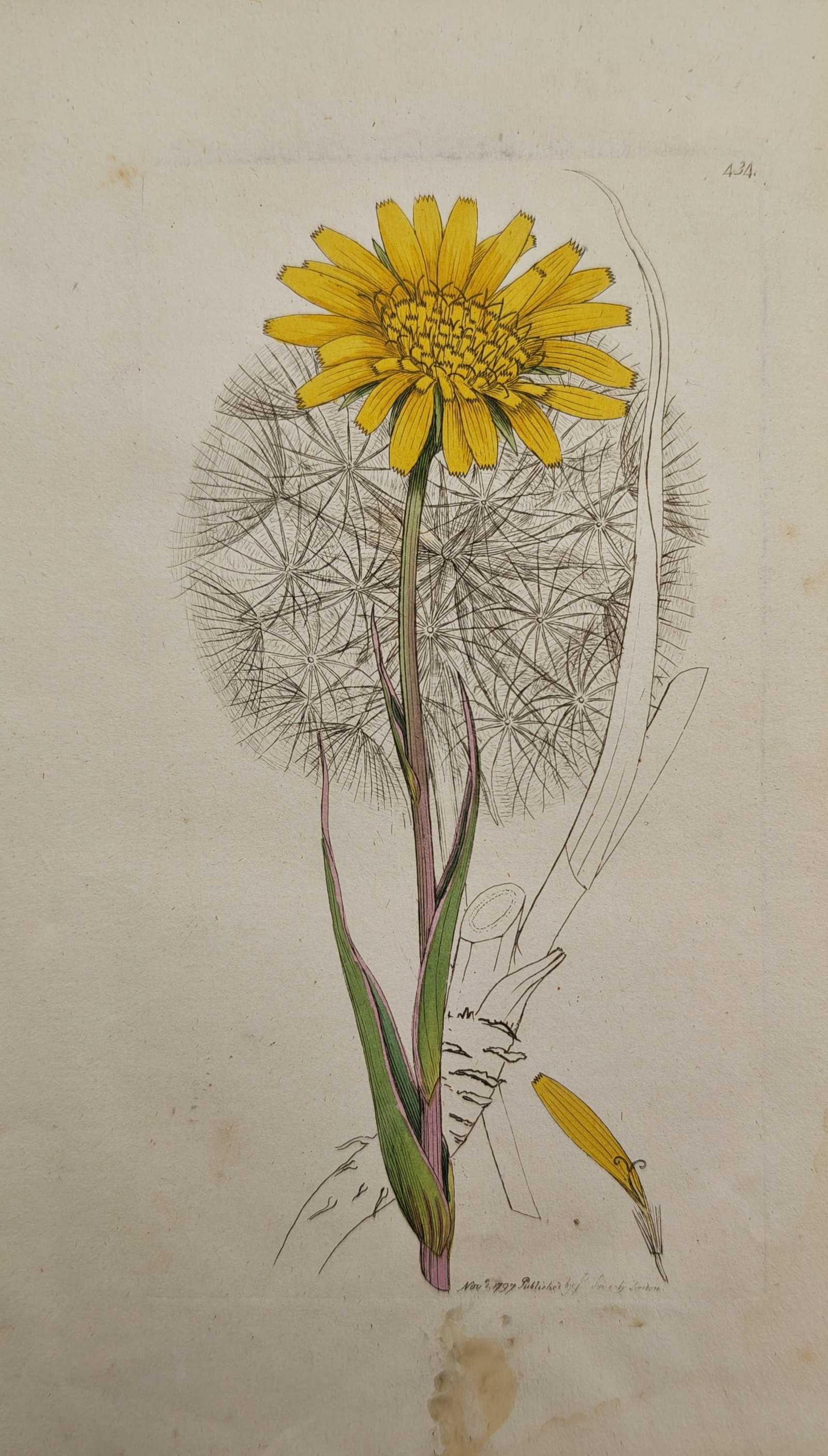James Sowerby – Botanical Study of Goat's-Beard – Engraving (18th Century) (1 of 2)