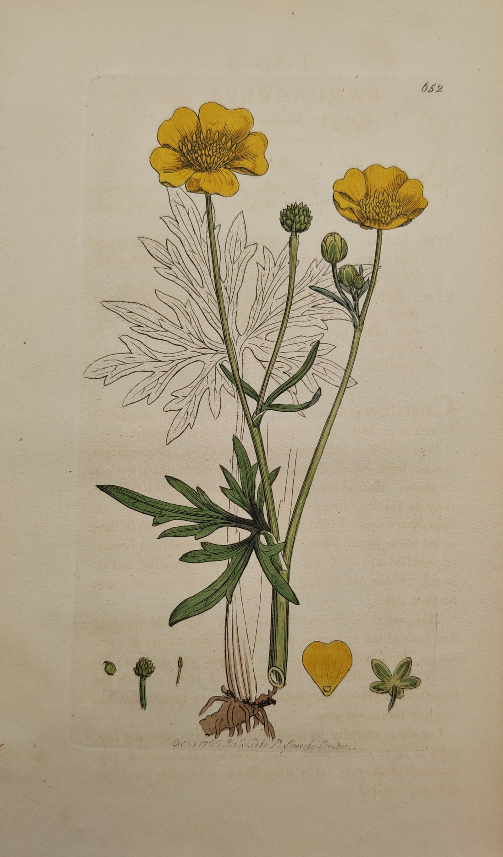 James Sowerby – Botanical Study of Creeping Buttercup – Engraving (1799) (1 of 2)