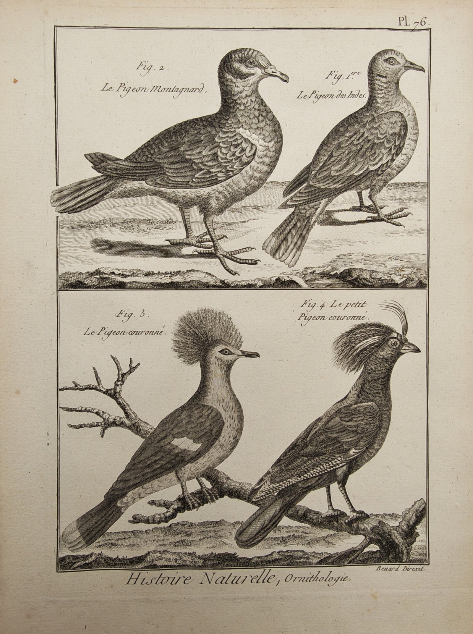 Robert Benard – Mountain Pigeon, Indian Pigeon, and Crowned Pigeons – Engraving (18th Century) (1 of 2)