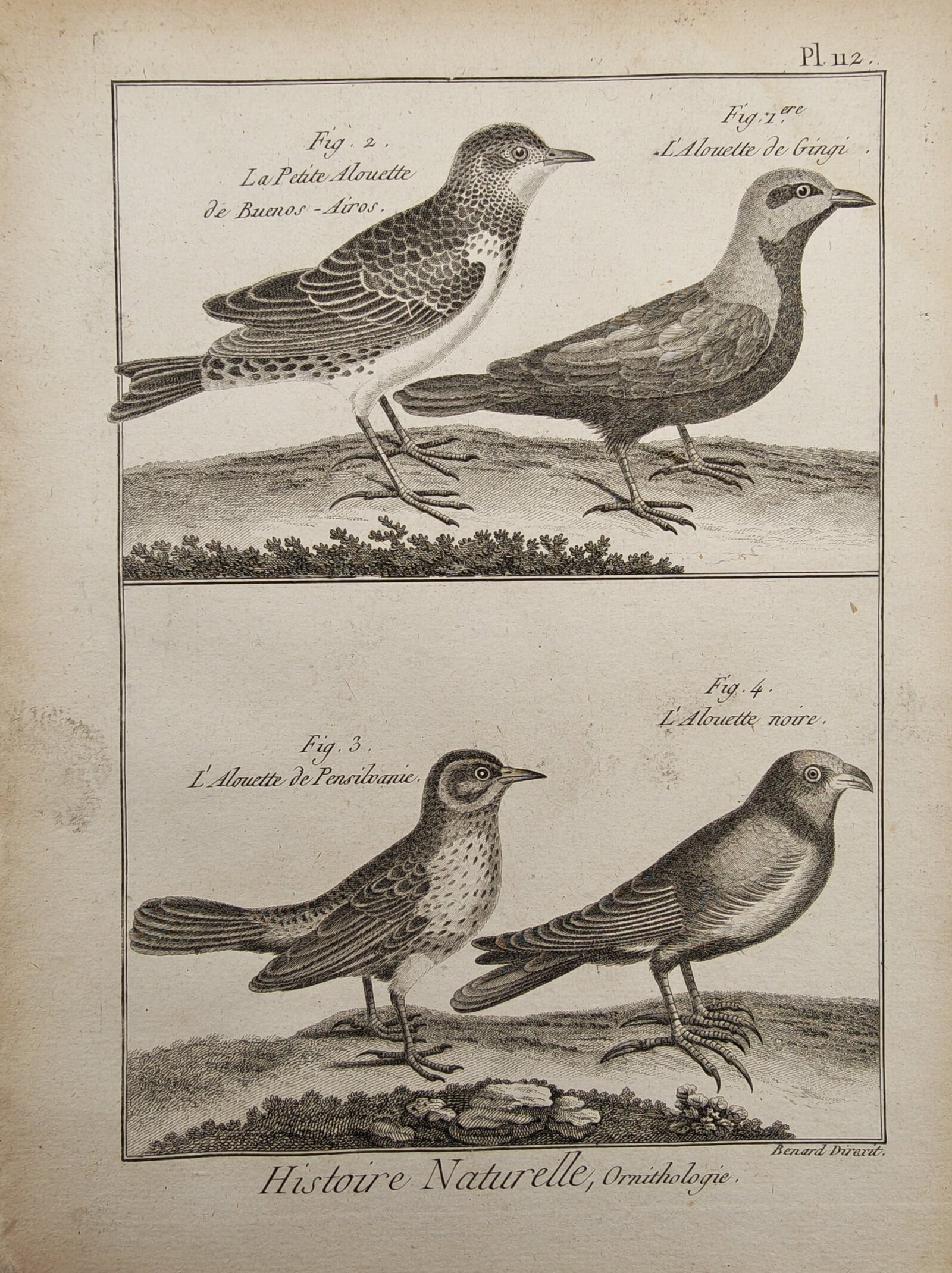 Robert Benard – Gingee Lark, Little Buenos Aires Lark, Pennsylvania Lark, and Black Lark (1 of 2)