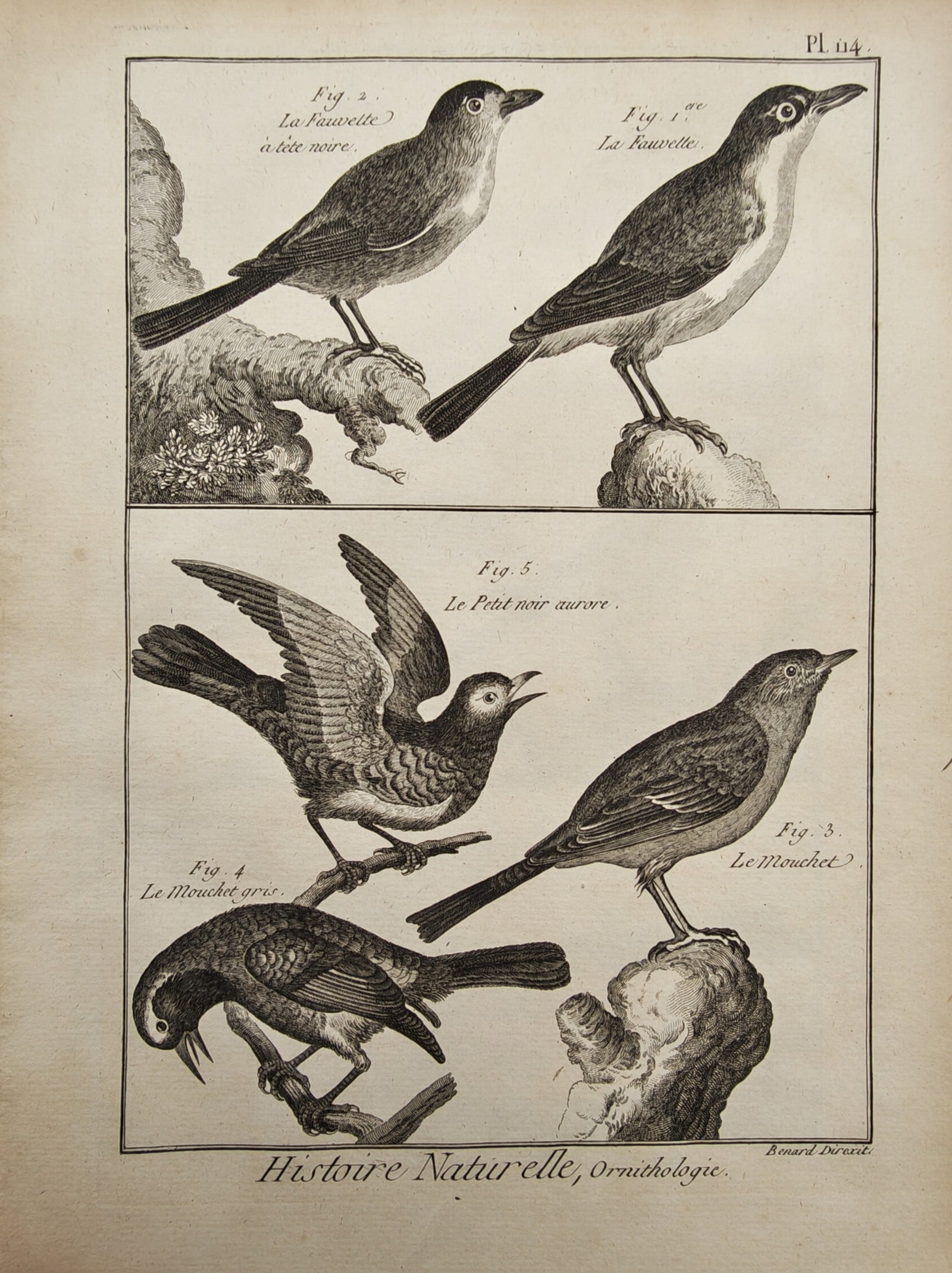 Robert Benard – Warblers and Accentors – Engraving (18th Century) (1 of 2)