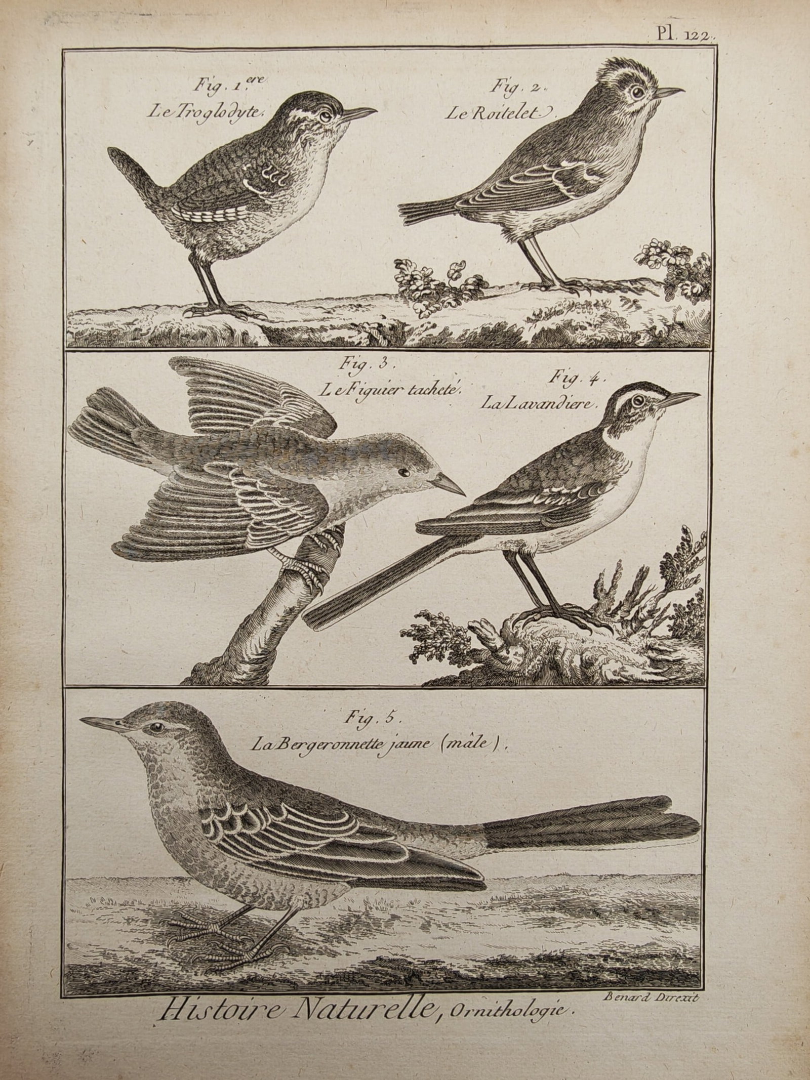 Robert Benard – Wren, Kinglet, Spotted Warbler, and Wagtails – Engraving (18th Century) (1 of 2)