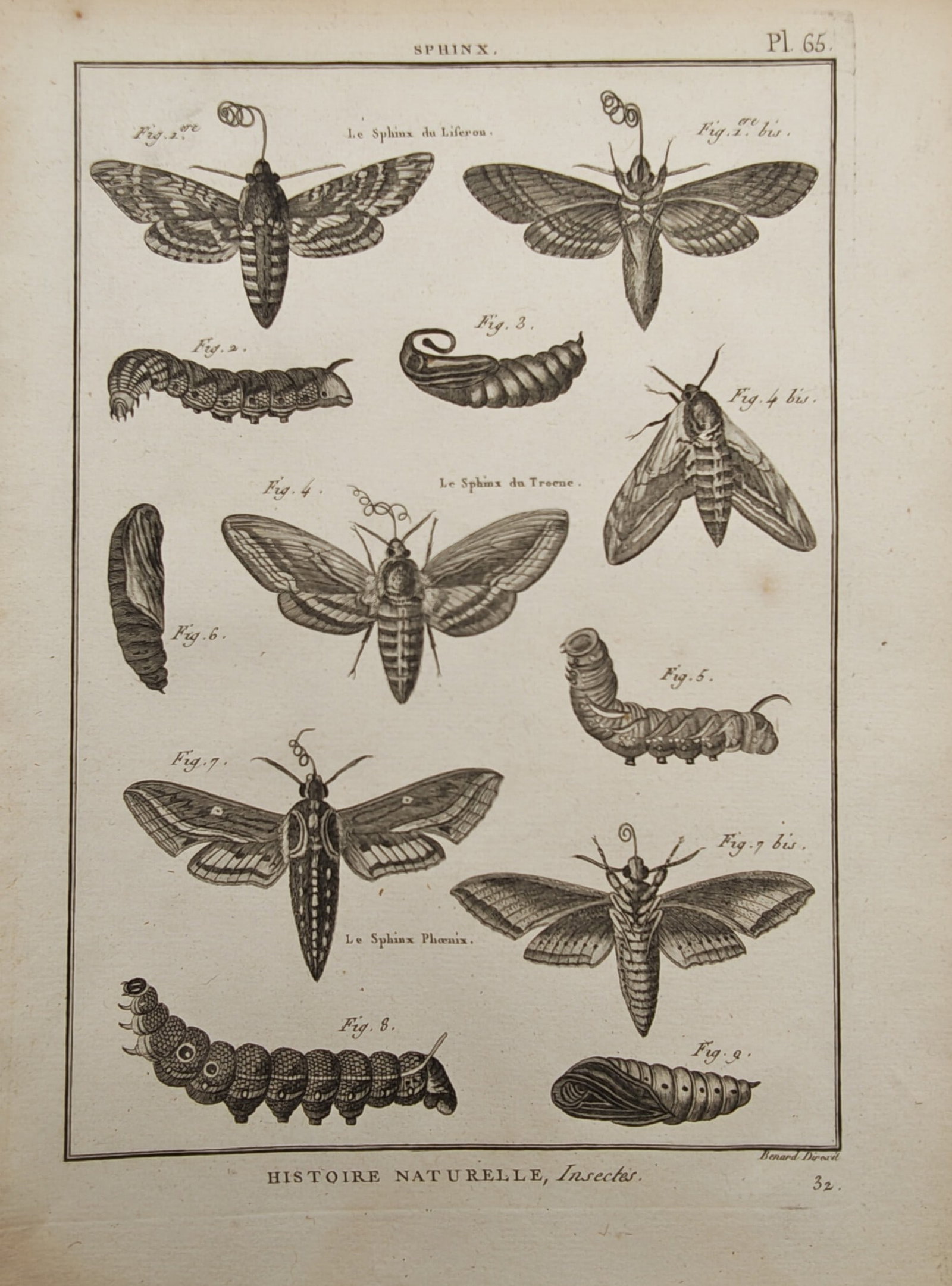 Robert Benard – Hawk Moths and Metamorphosis Stages – Engraving (18th Century) (1 of 2)