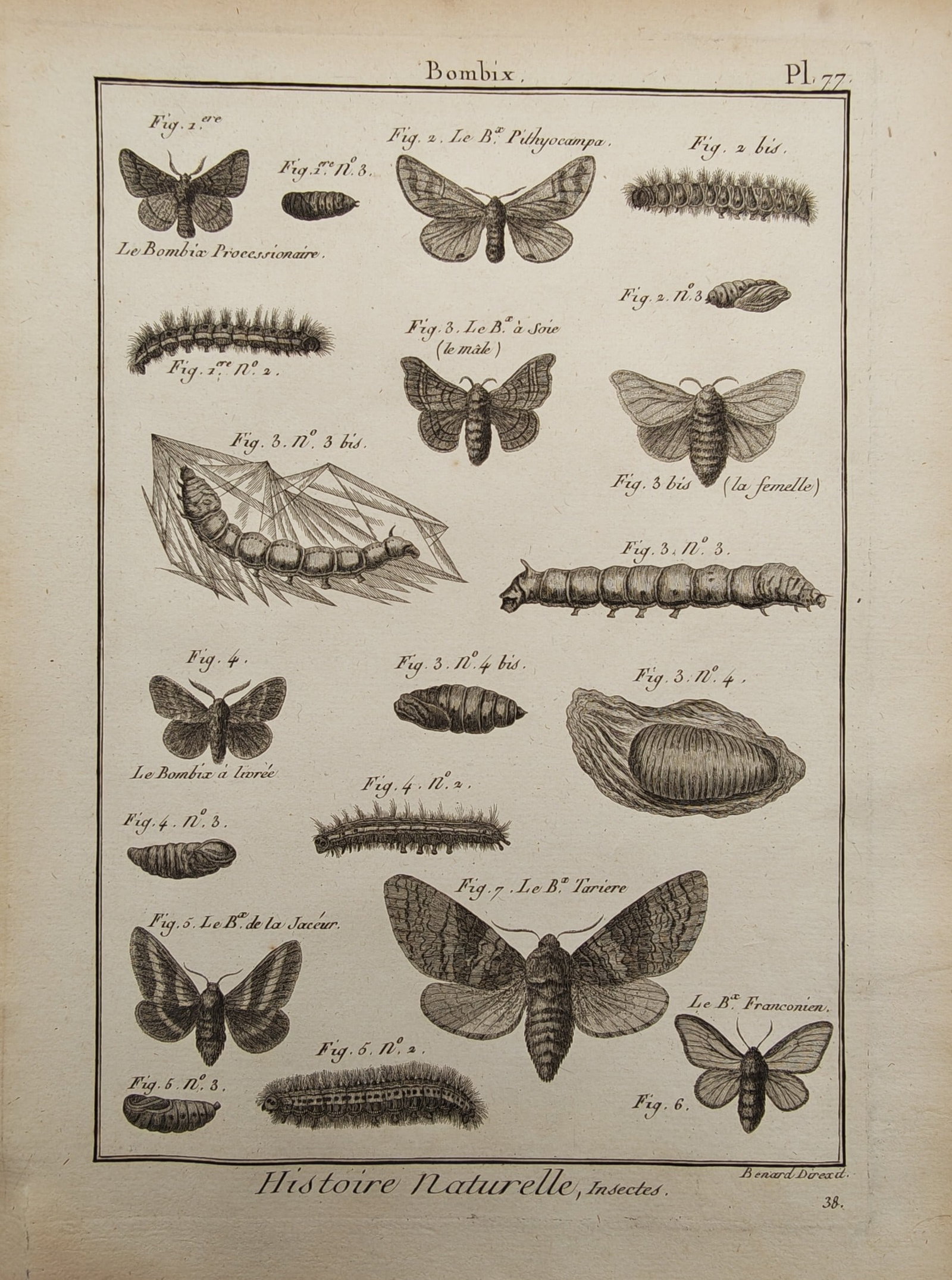Robert Benard – Silkmoths and Processionary Moths – Engraving (18th Century) (1 of 2)