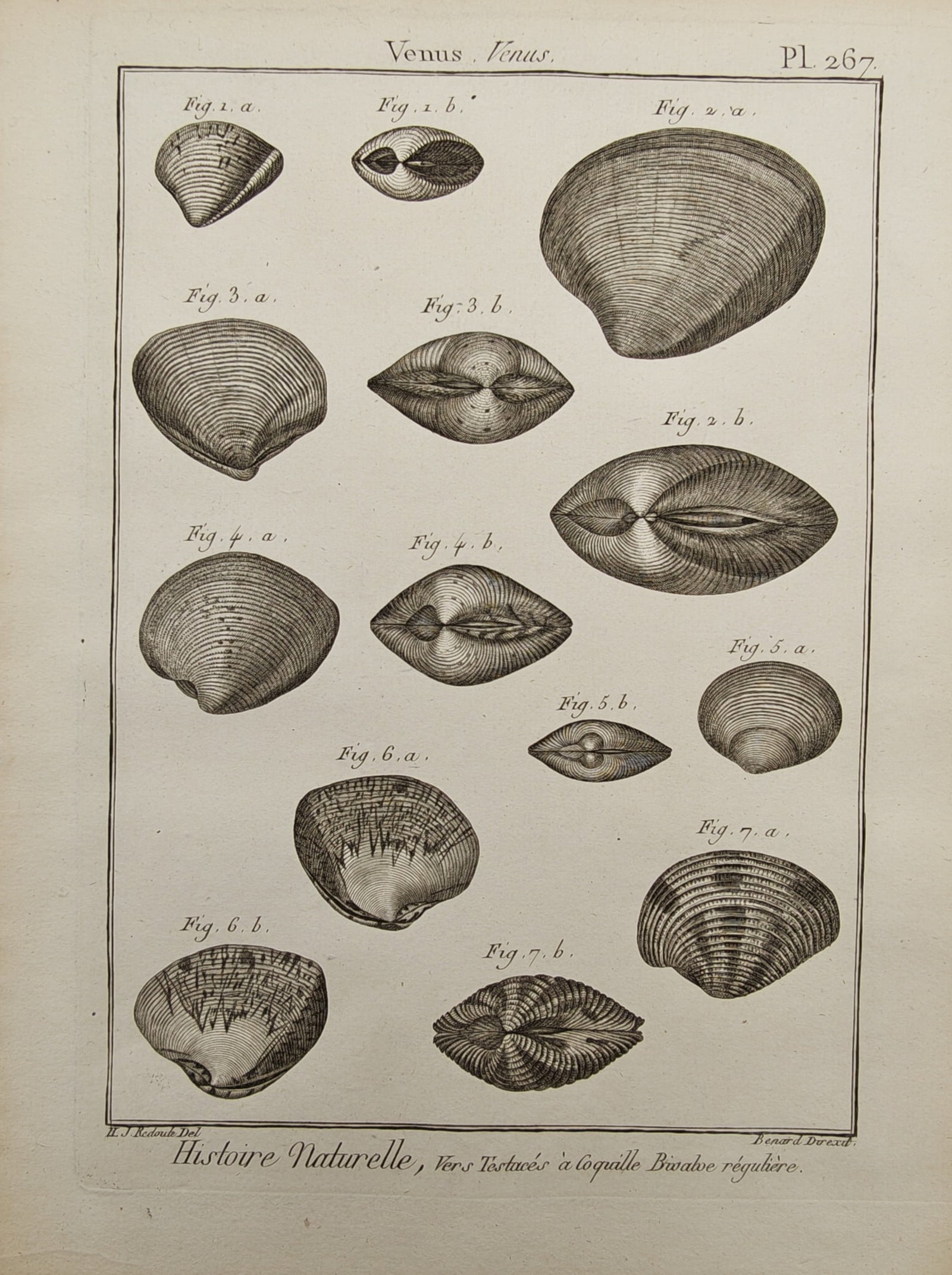 Robert Benard – Venus Clams and Regular Bivalve Shells – Engraving (18th Century) (1 of 2)