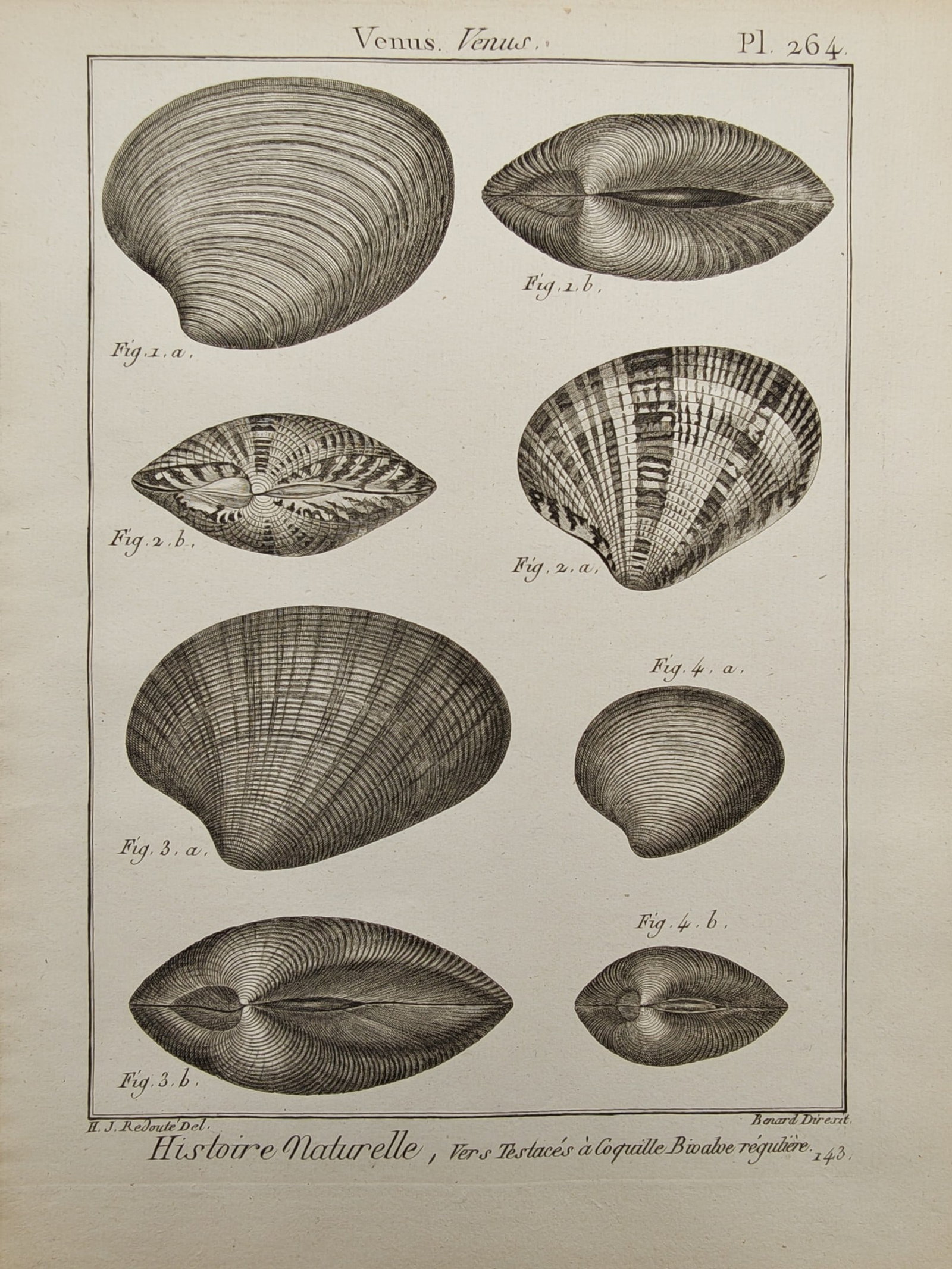 Robert Benard – Venus Clam Valve Profiles – Engraving (18th Century): "Natural History, Shelled Worms with Regular Bivalve Shells: Venus Clams" presents a detailed conchological study illustrating the diverse shell forms, distinct ribbing, and radiating patterns of vari