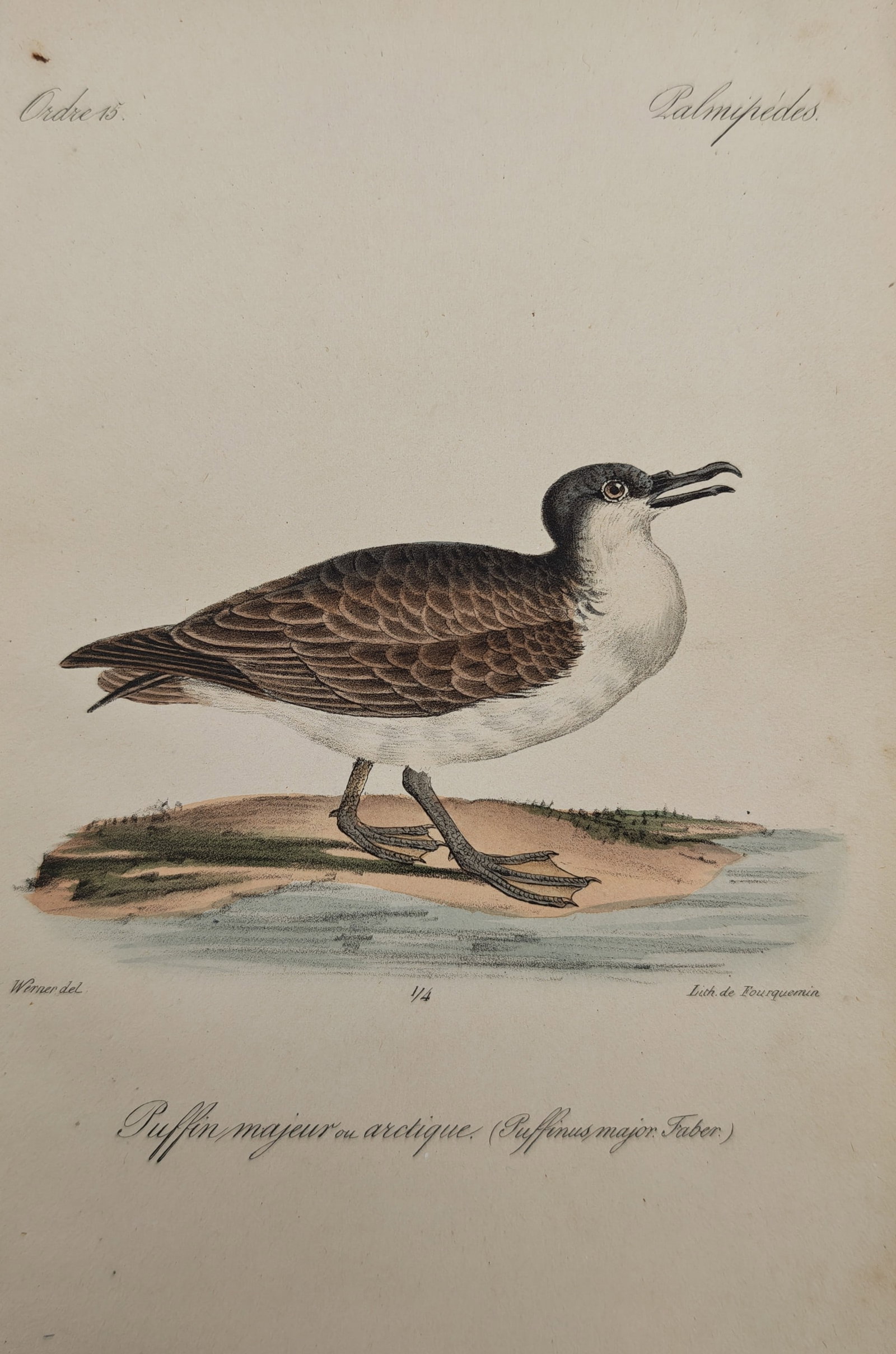 Jean-Charles Werner – Great Shearwater – Lithograph (19th Century): "Great Shearwater or Arctic Shearwater" presents a hand-colored ornithological study depicting a pelagic seabird standing along a sandy shoreline by the water's edge. The illustration highlights the s