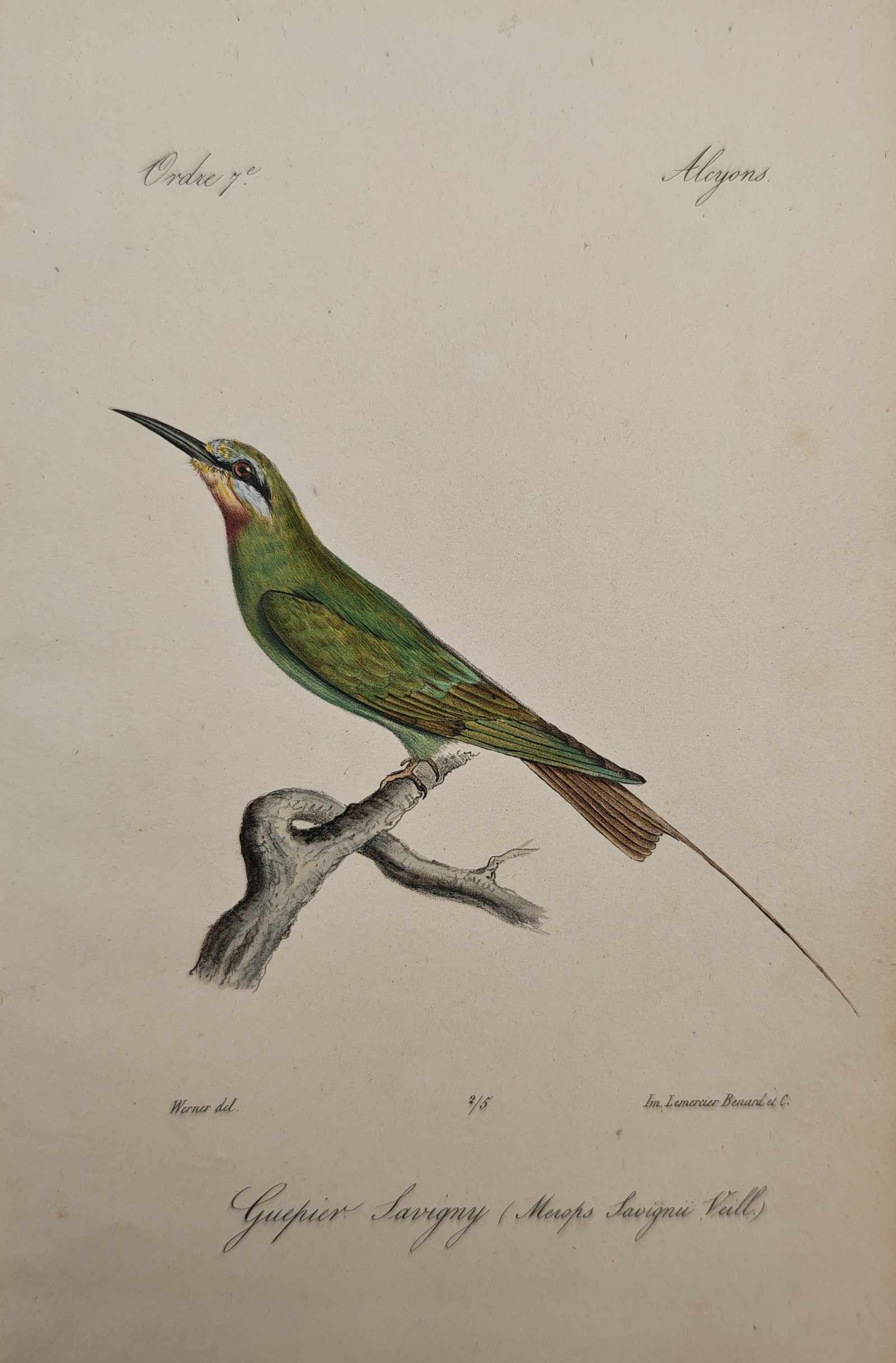 Jean-Charles Werner – Savigny Bee-Eater – Lithograph (19th Century): "Savigny Bee-Eater" presents a hand-colored ornithological study depicting a brightly plumaged perching bird resting upon a dry branch. The illustration highlights the species' iridescent emerald-gree