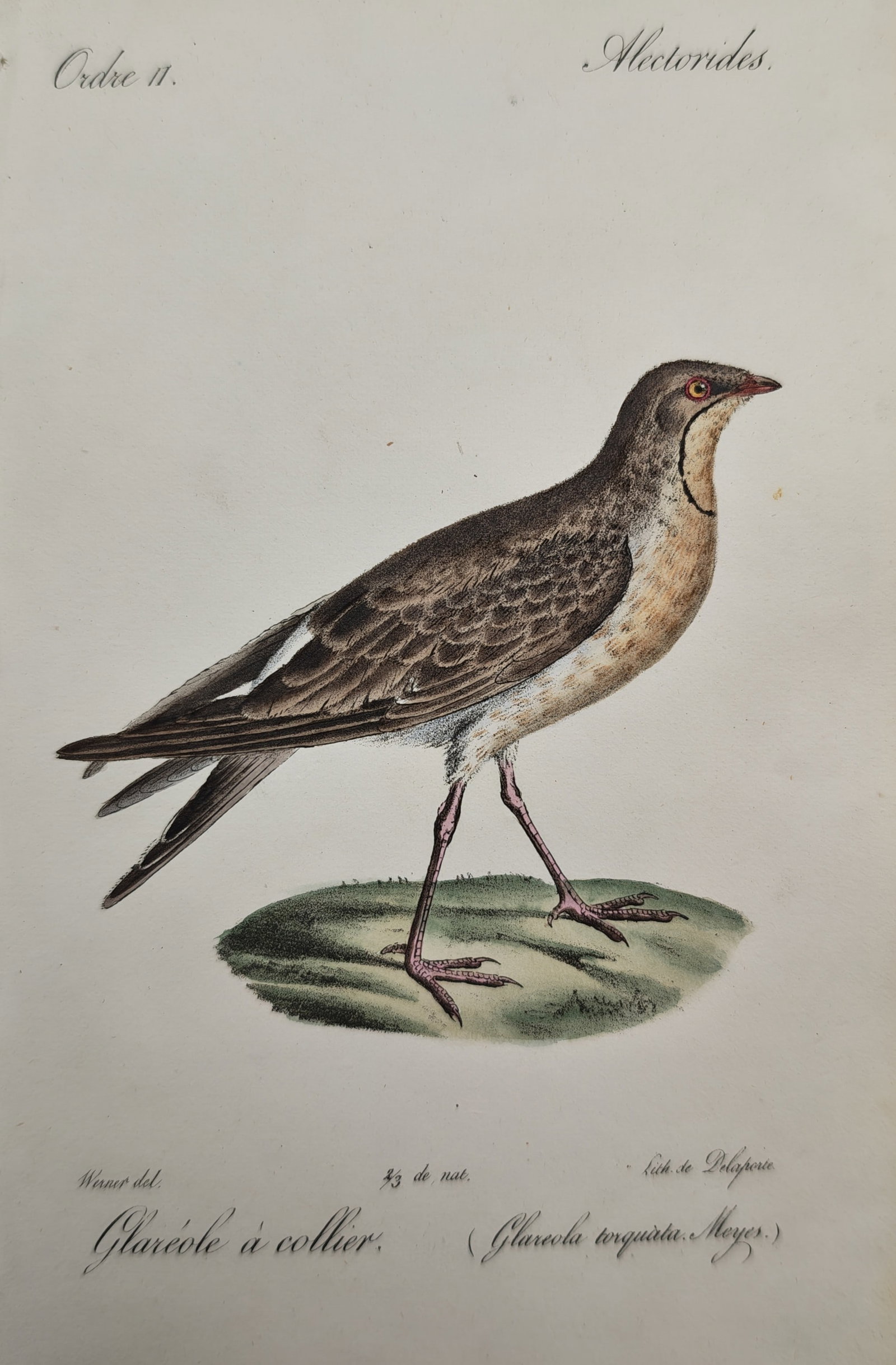 Jean-Charles Werner – Collared Pratincole – Lithograph (19th Century): "Collared Pratincole" presents a hand-colored ornithological study depicting a graceful wader bird standing on a grassy mound. The illustration highlights the species' brownish-olive plumage, distinct
