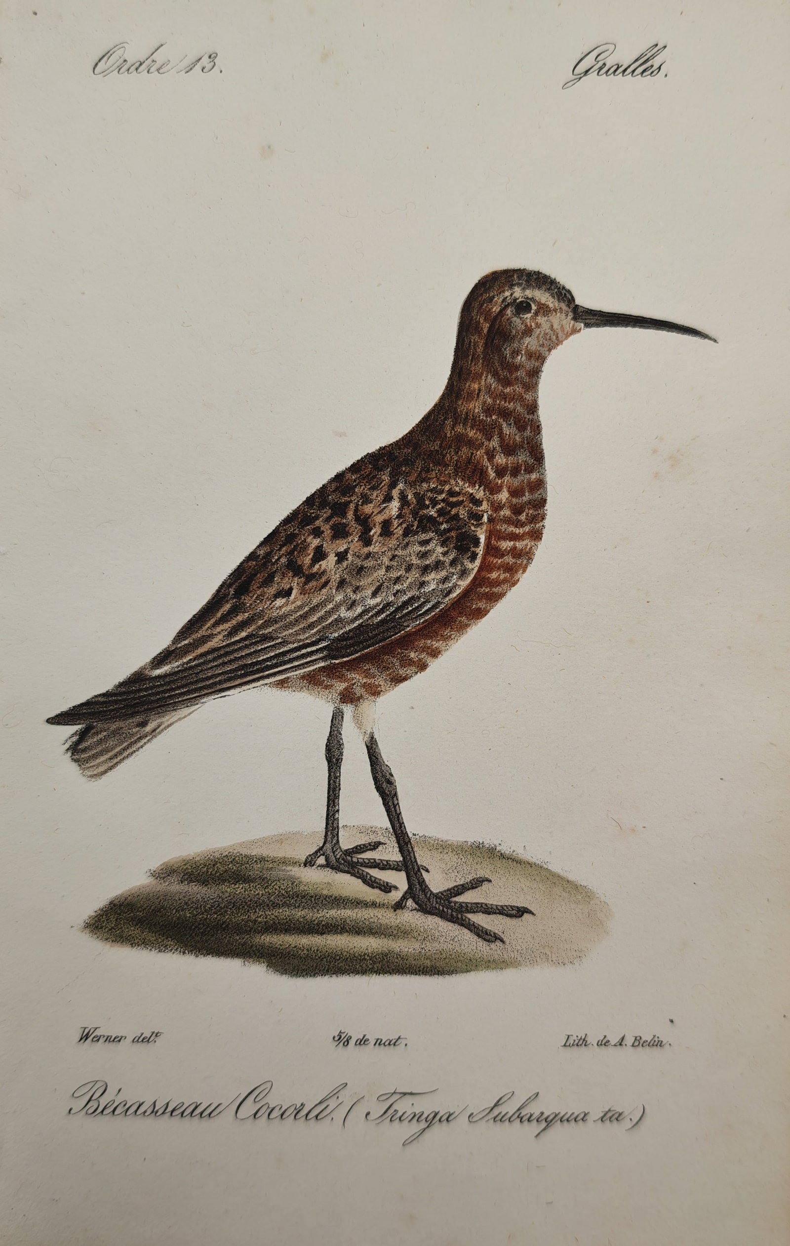 Jean-Charles Werner – Curlew Sandpiper – Lithograph (19th Century): "Curlew Sandpiper" presents a hand-colored ornithological study depicting a small wader bird standing in profile upon a gentle grassy mound. The illustration highlights the species' rich rufous breedi
