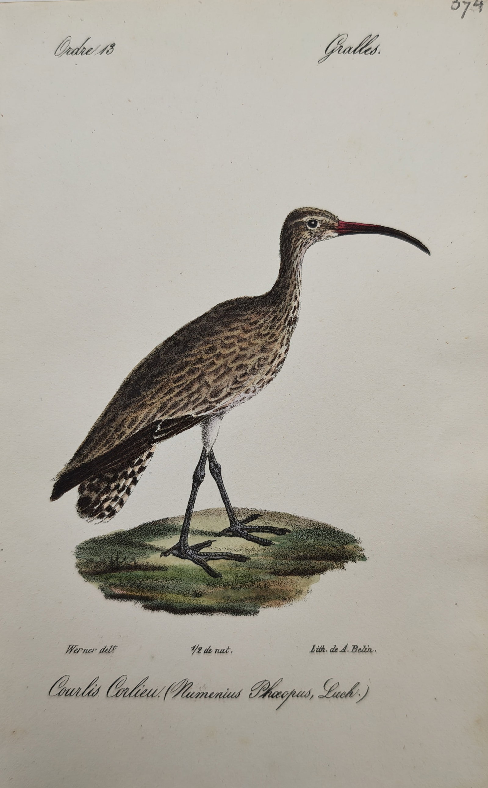 Jean-Charles Werner – Whimbrel – Lithograph (19th Century): "Whimbrel" presents a hand-colored ornithological study depicting a large shorebird standing in profile on a small grassy patch. The illustration highlights the species' mottled brownish-grey plumage,
