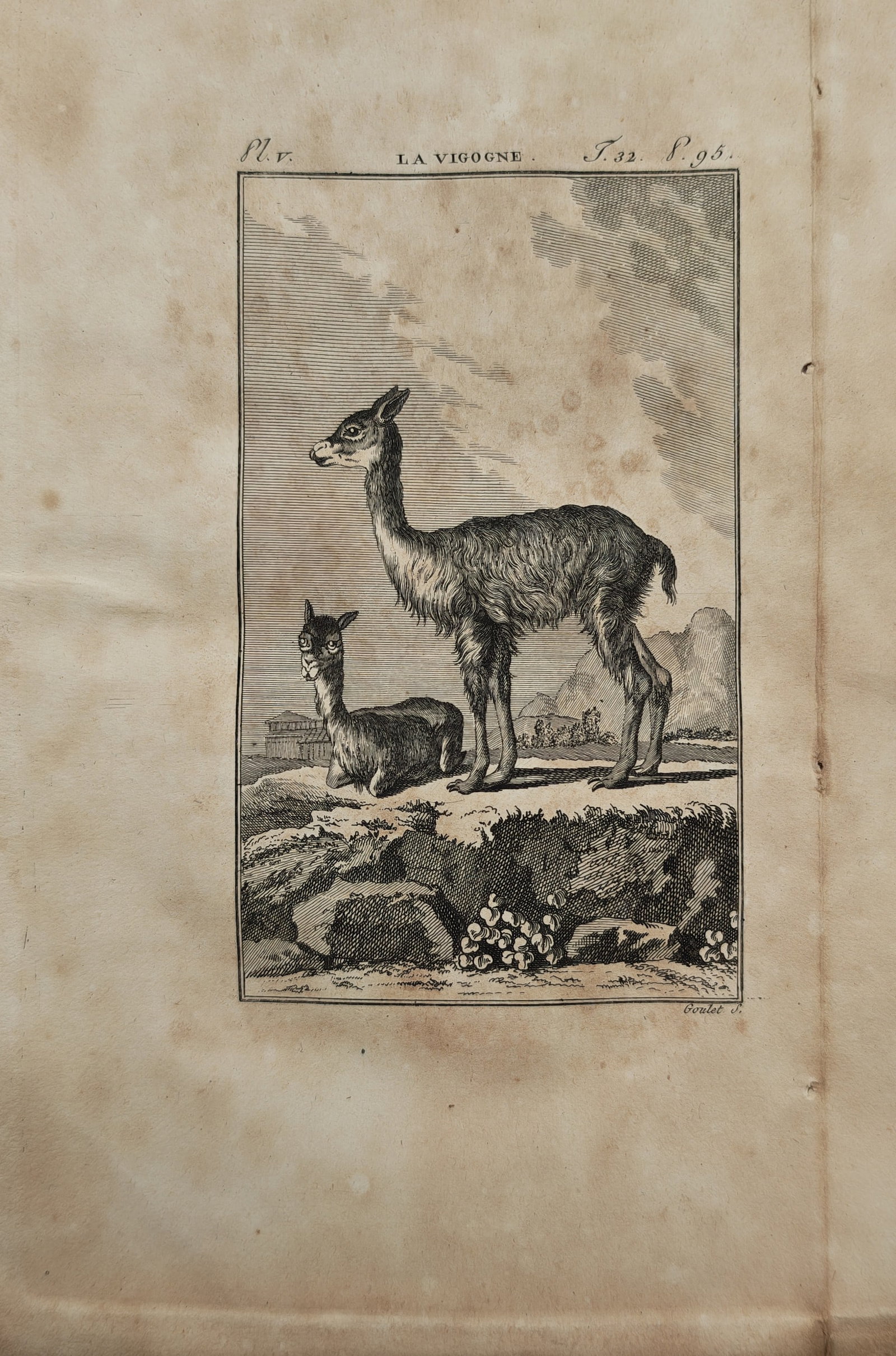 Georges-Louis Leclerc, Comte de Buffon – Vicugna in a Mountainous Landscape – Engraving (1 of 2)