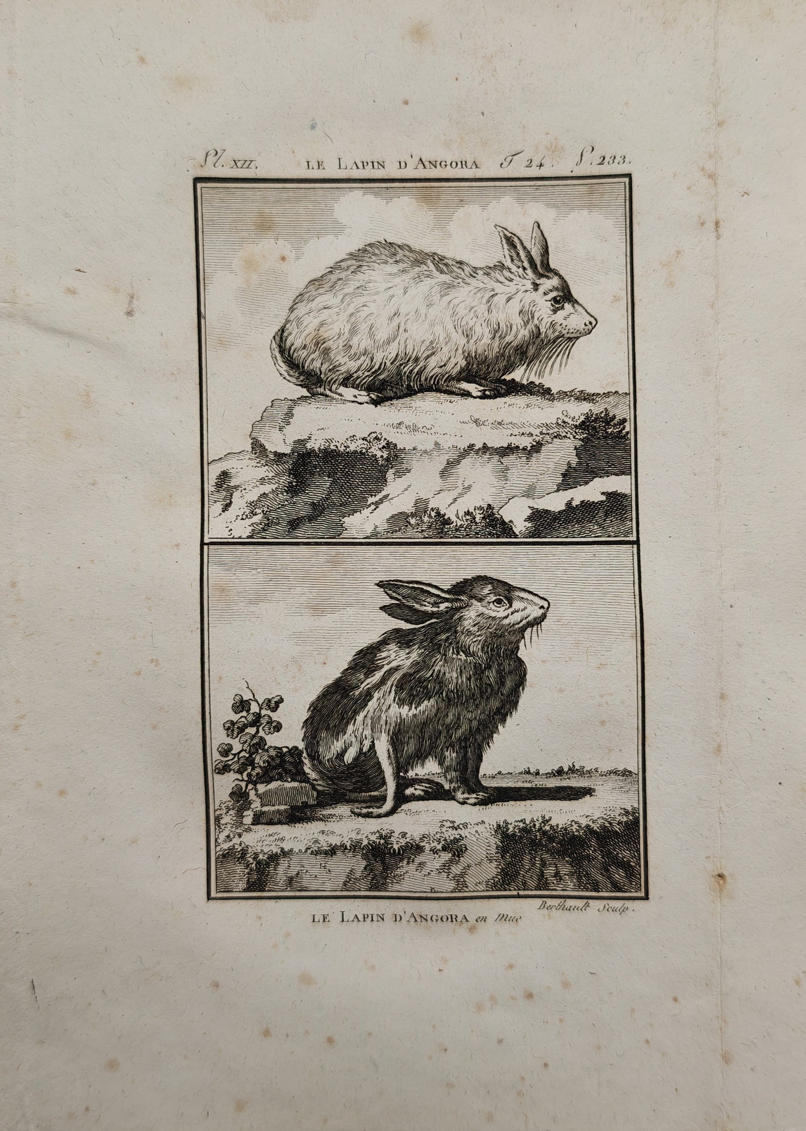 Georges-Louis Leclerc, Comte de Buffon – Angora Rabbits – Engraving (18th Century) (1 of 2)